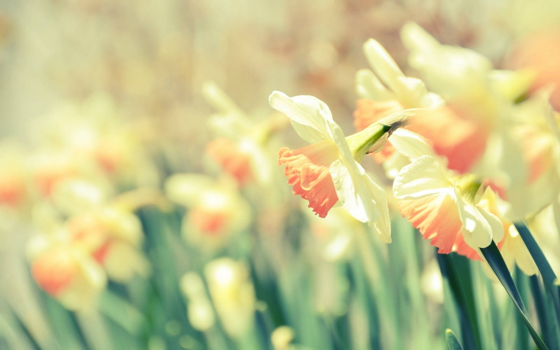 Cute Hd Field Of Daffodils Background