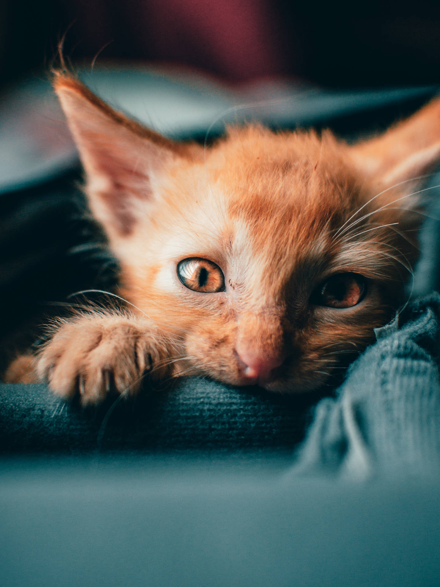 Cute Hd Image Of Orange Kitten Background