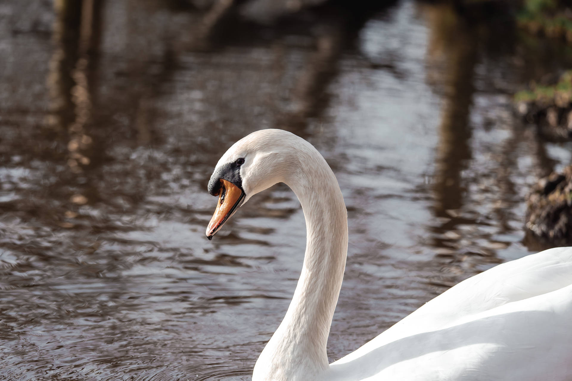 Cute Hd Image Of White Swan
