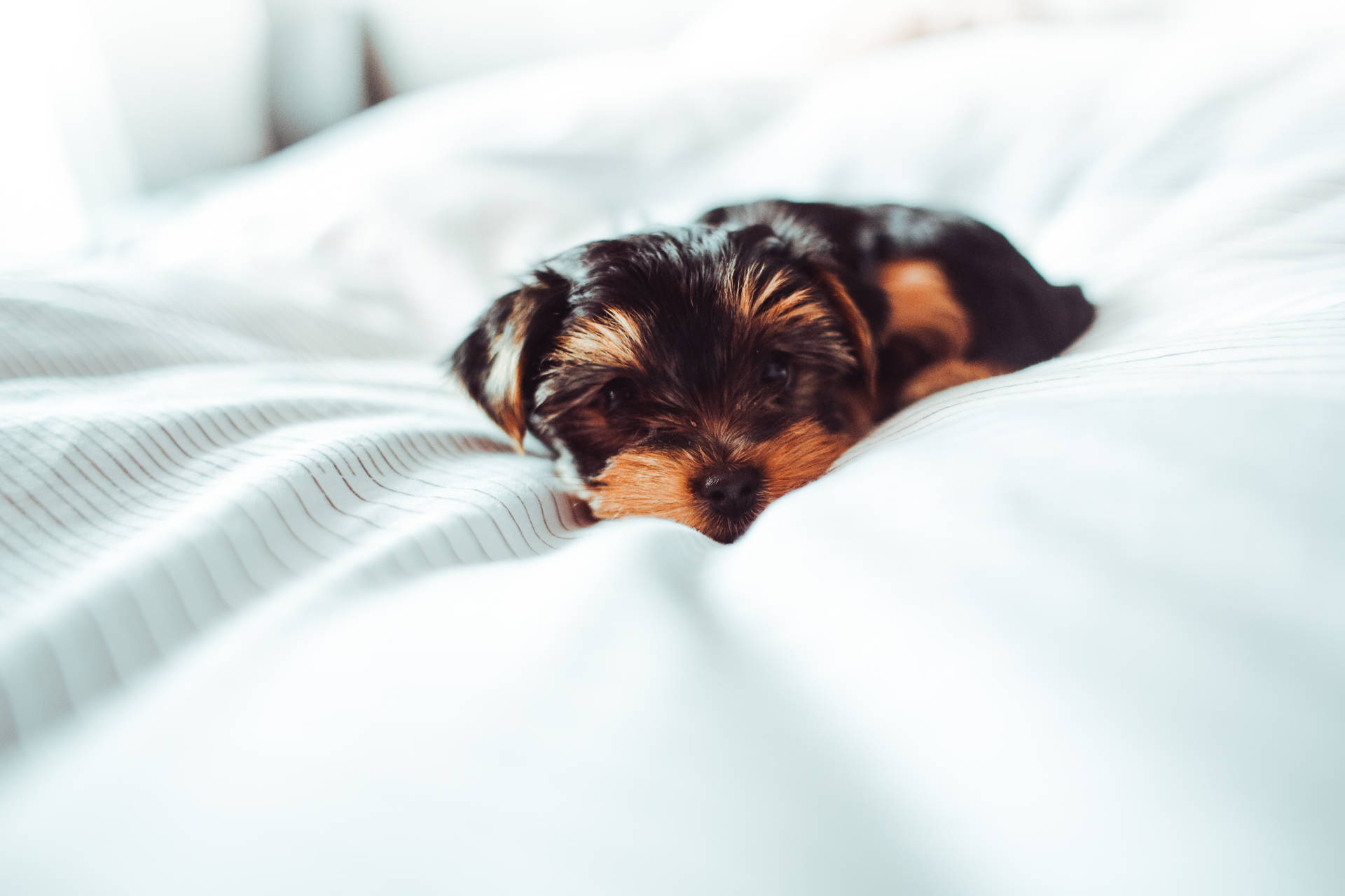 Cute Hd Little Puppy On Bed Background