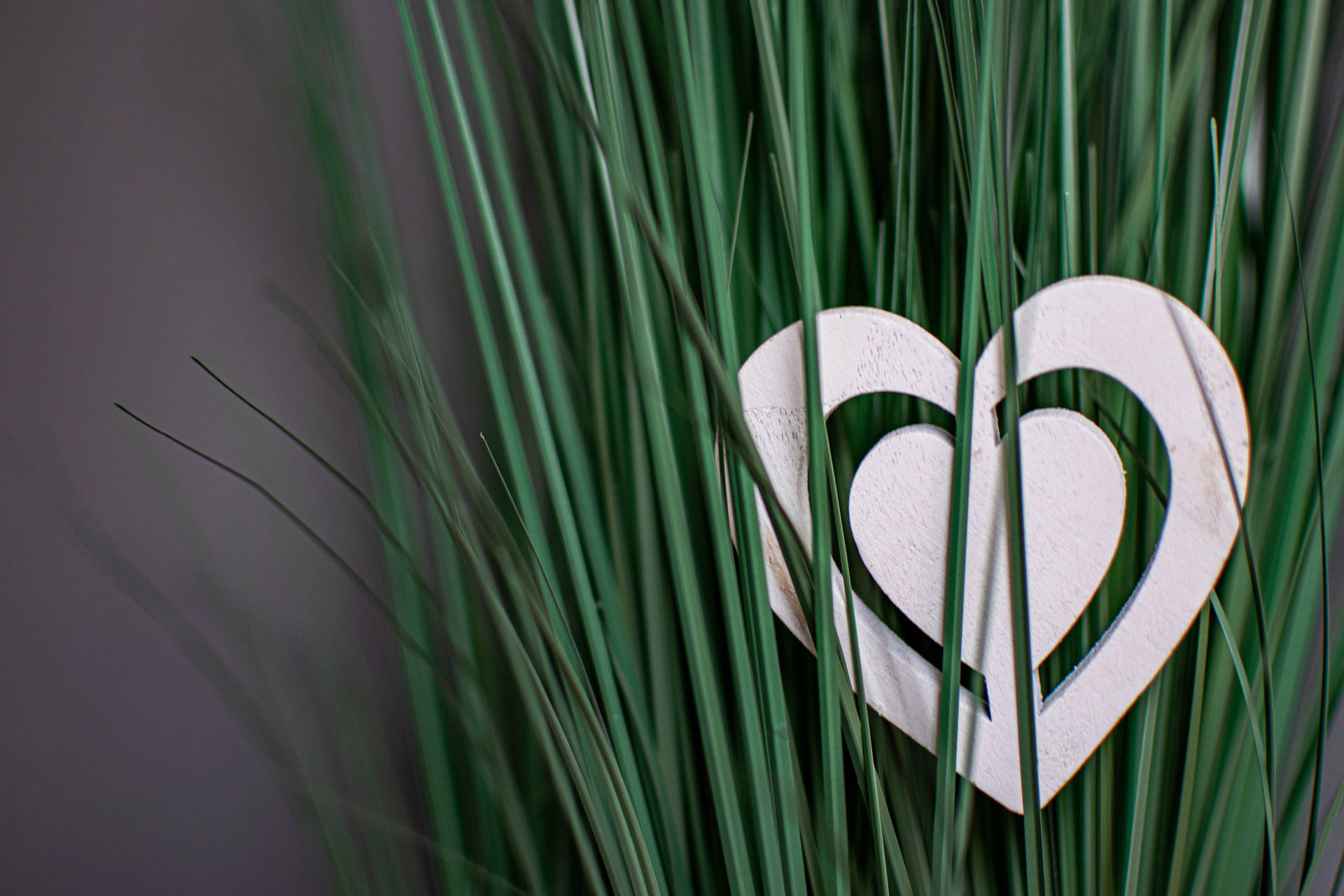 Cute Heart Decor On Plant Background
