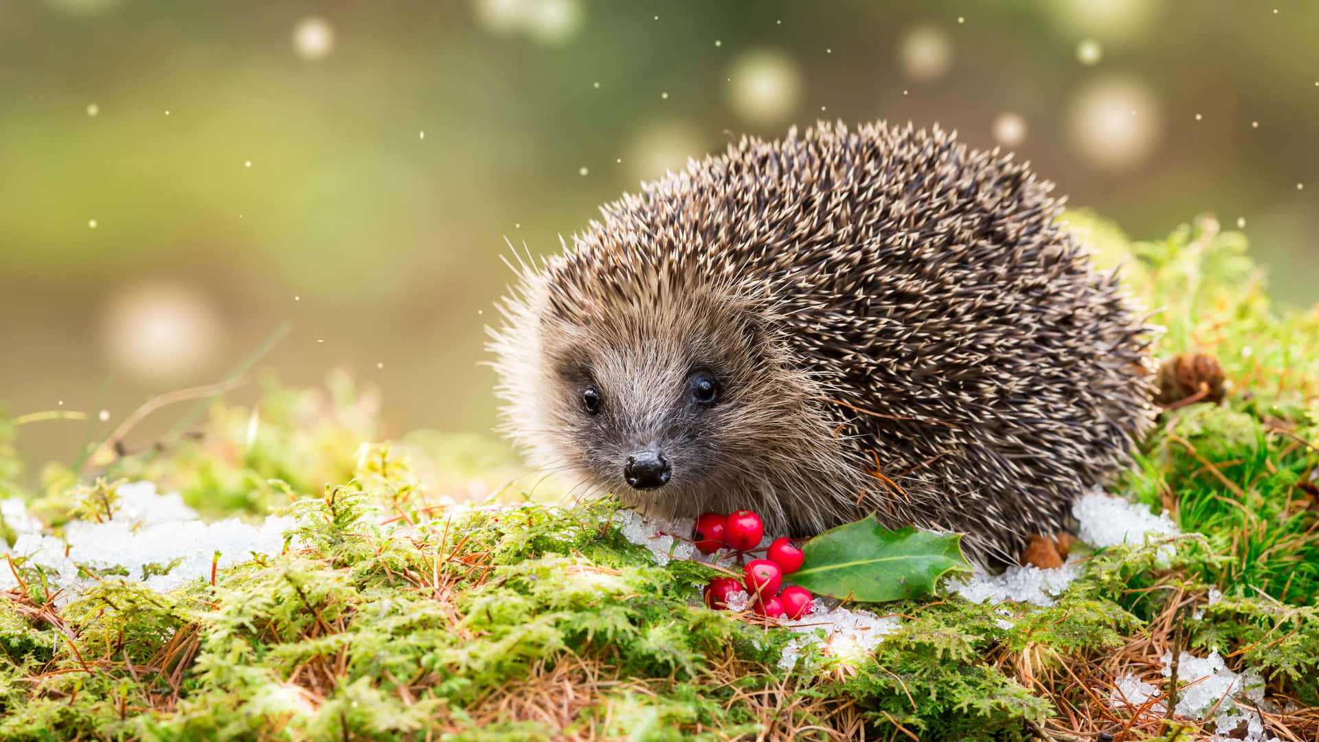 Cute Hedgehog Loves To Play Background
