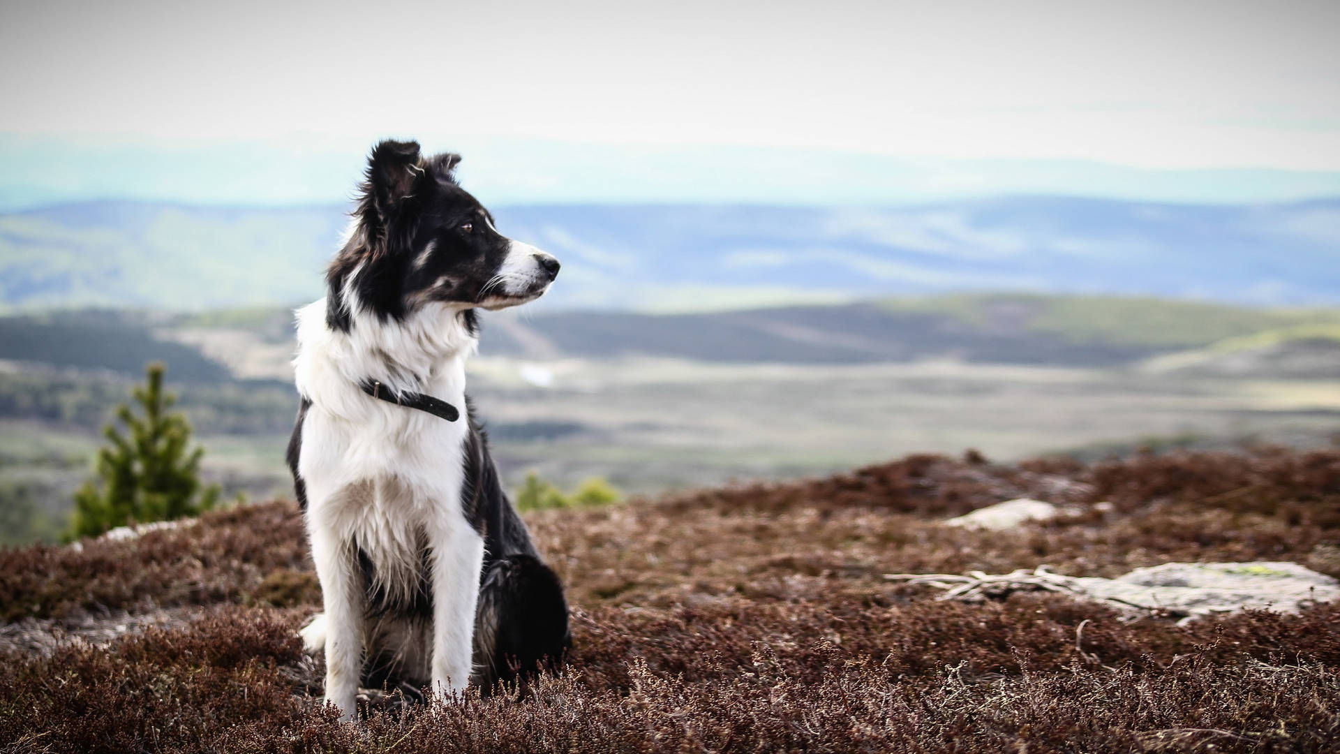 Cute Herding Dog On Mountain Background