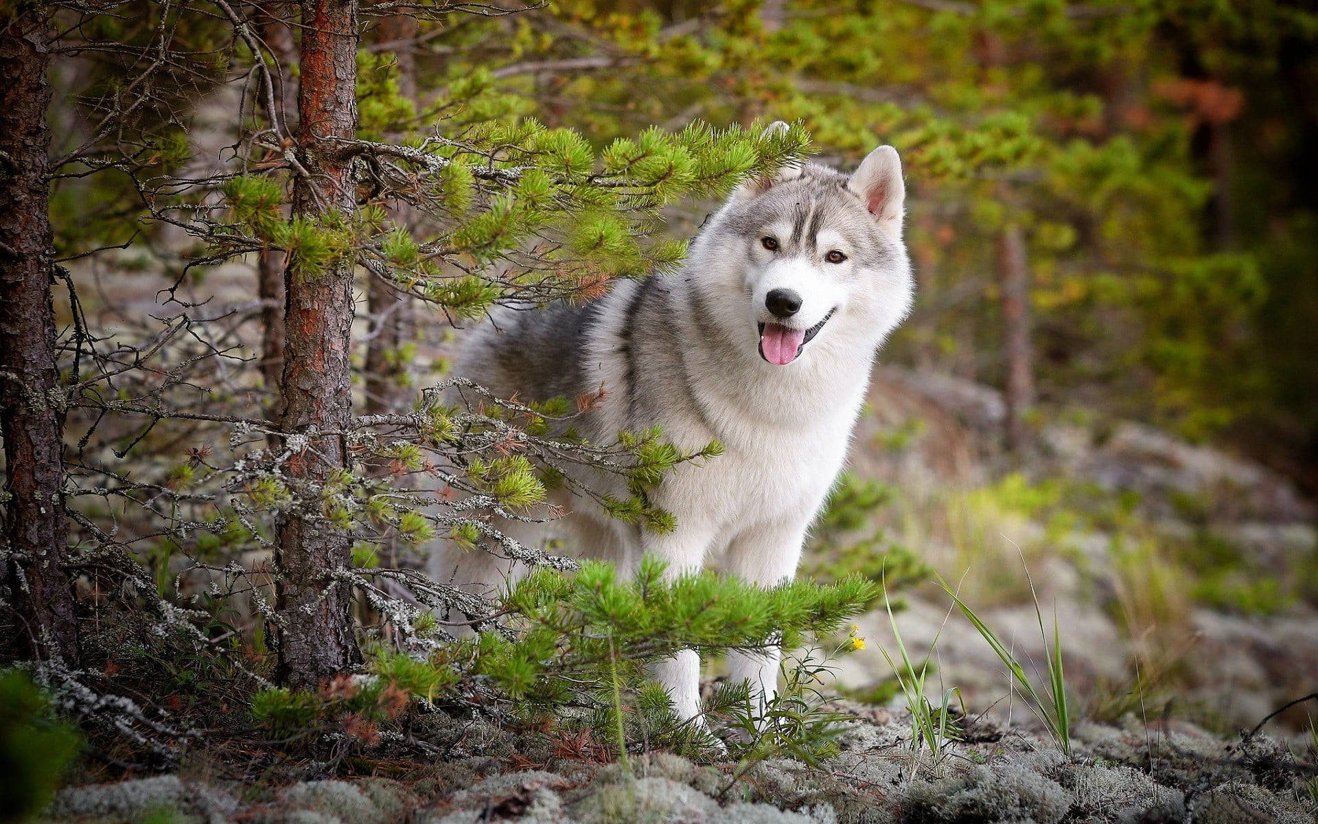 Cute Hiding Wolf Desktop Background