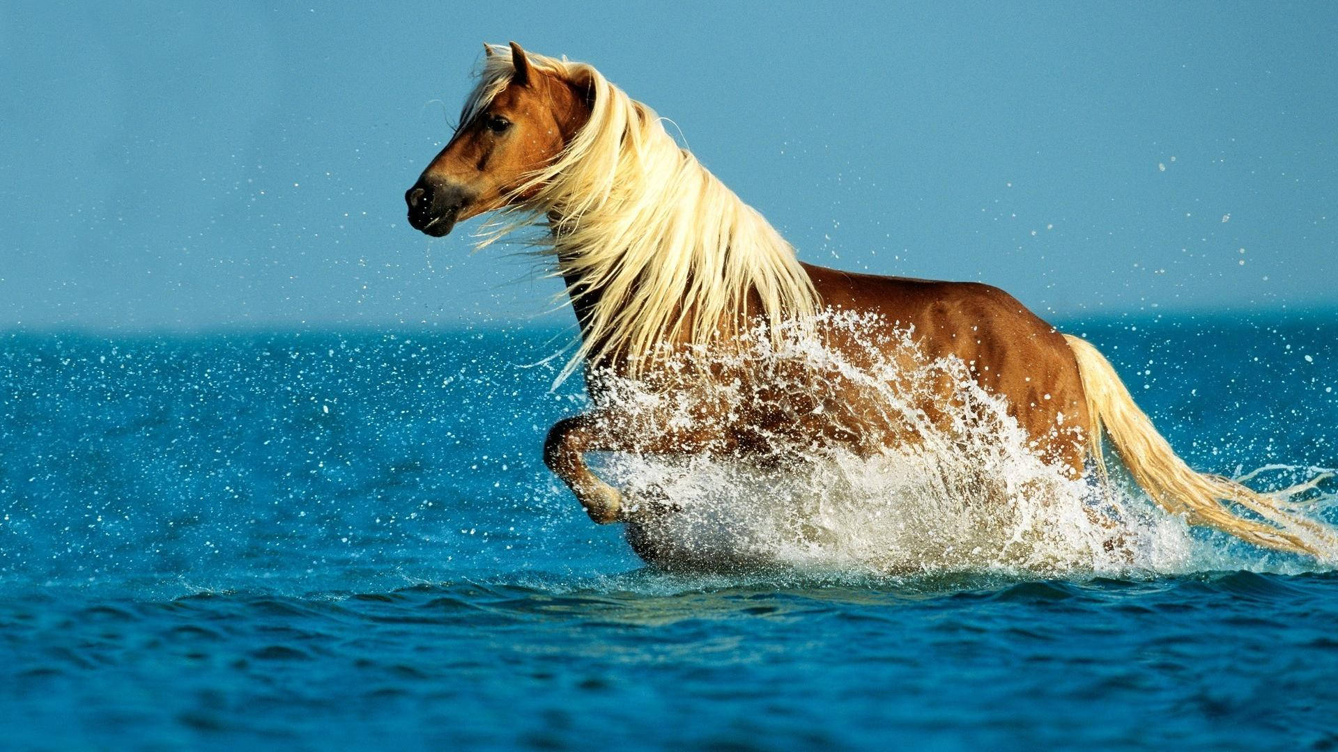 Cute Horse On The Water Background