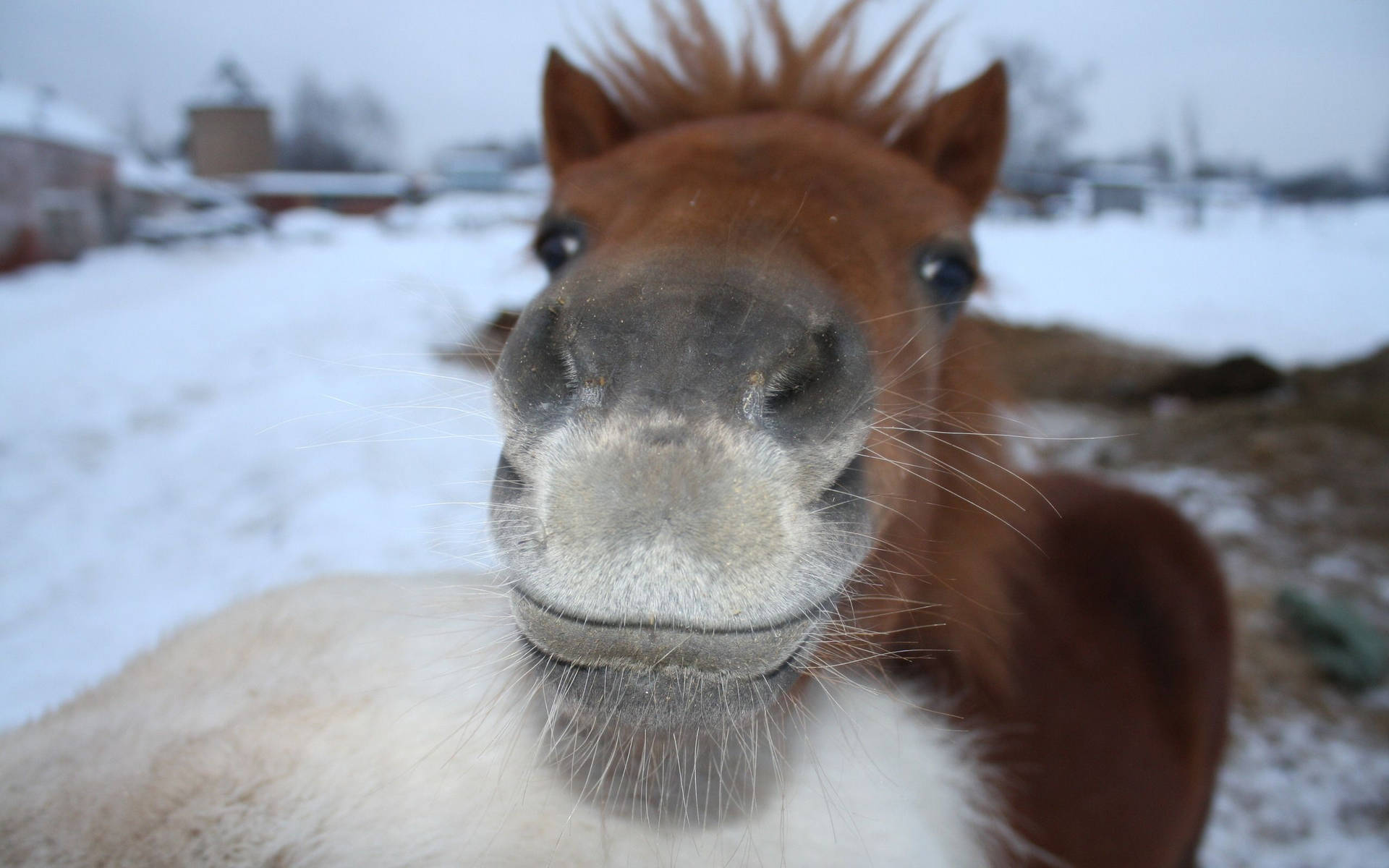 Cute Horse With White Lip Background