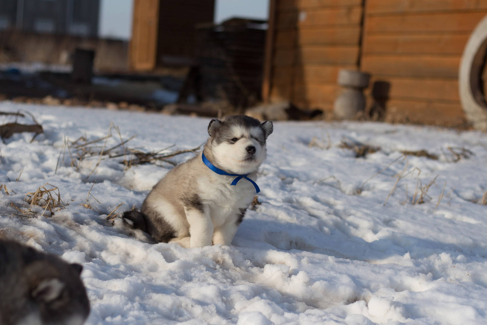 Cute Husky With Blue Collar Background