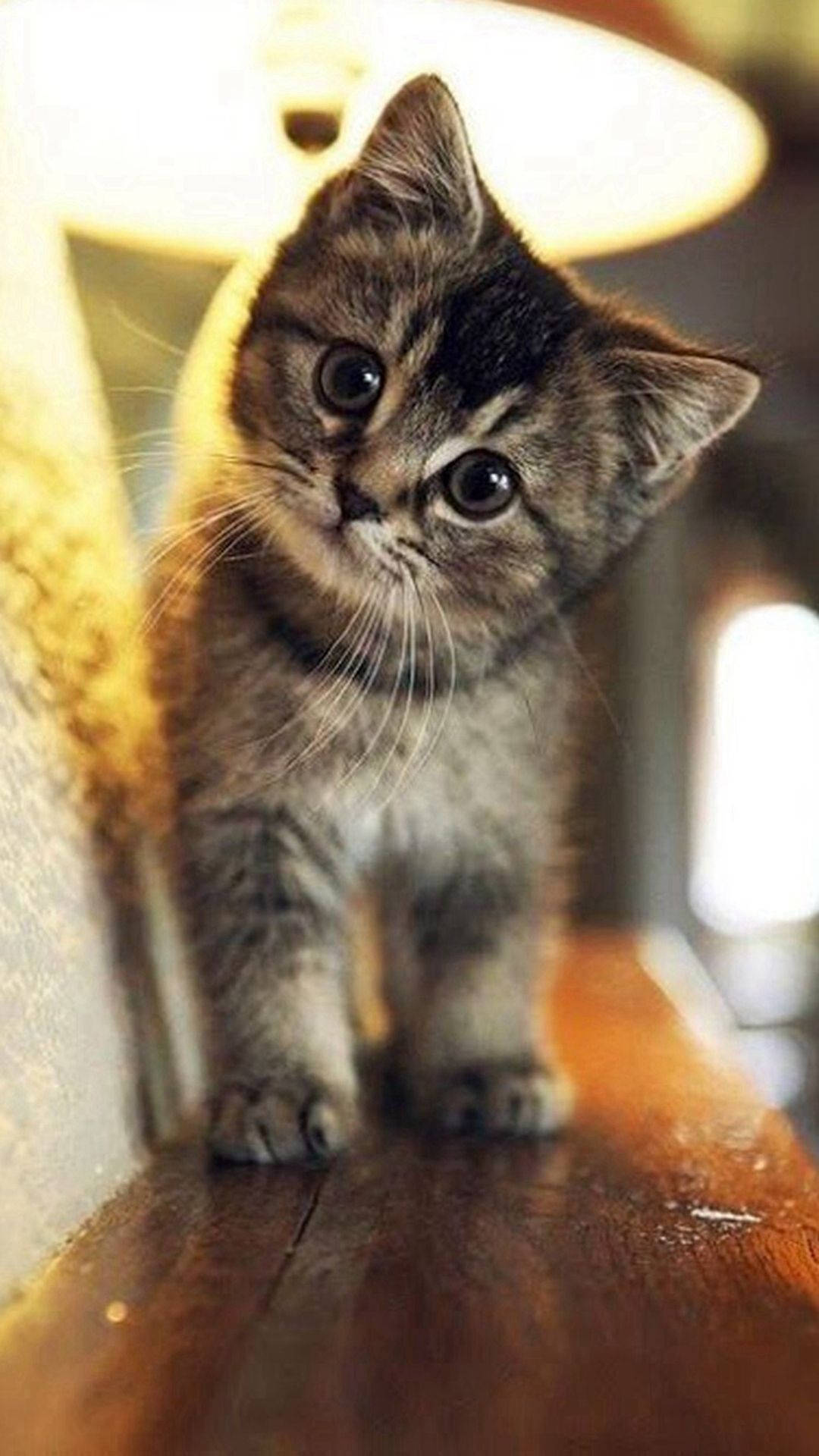 Cute Innocent Tabby Cat Iphone
