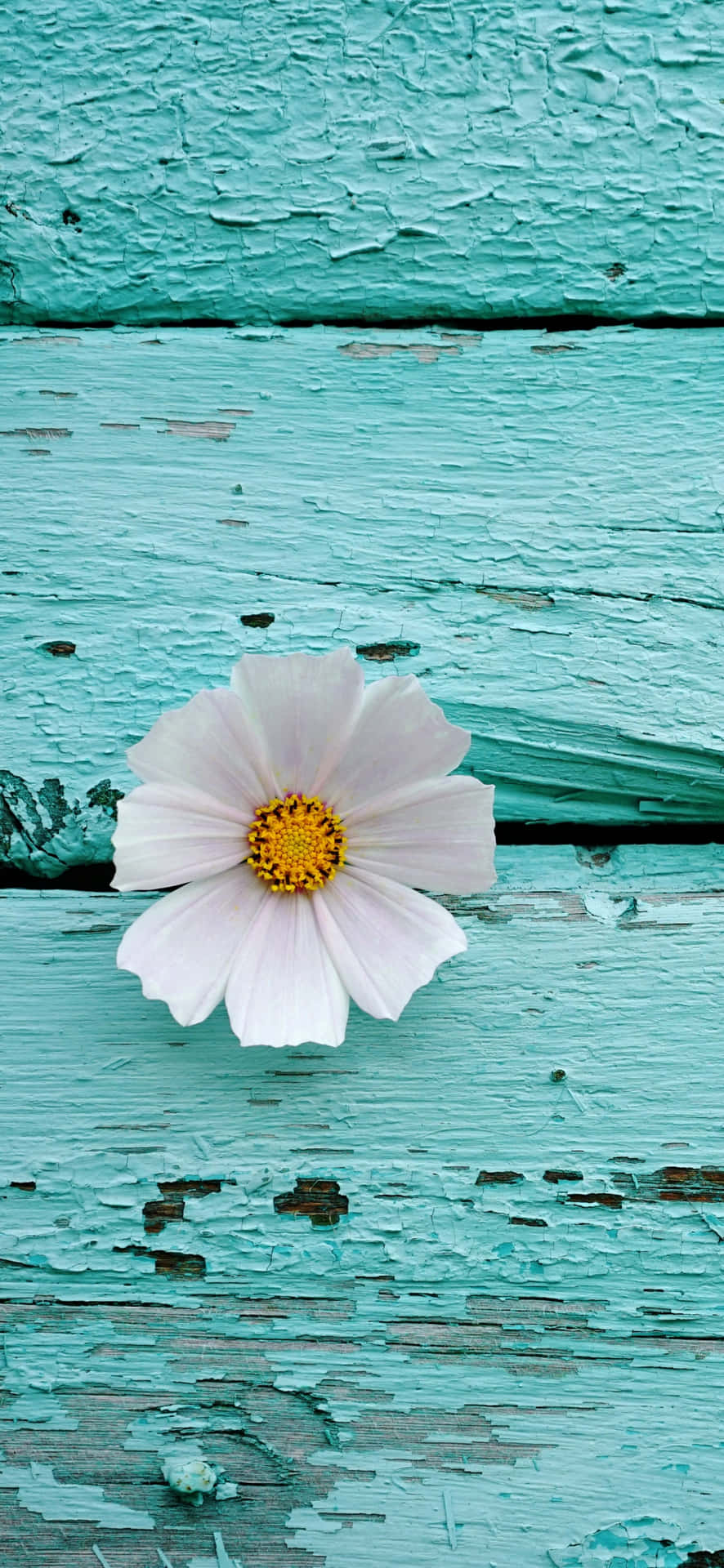 Cute Iphone Teal With Cosmos Flower Macro Shot Background