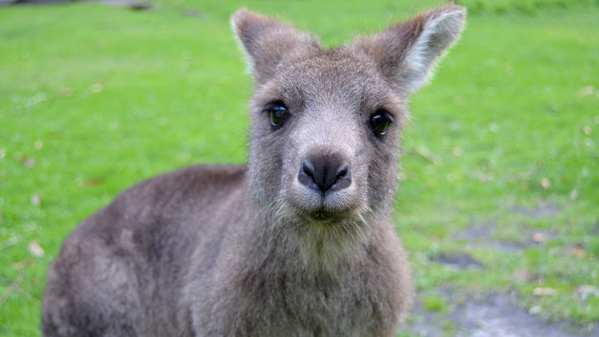 Cute Kangaroo Close-up Background