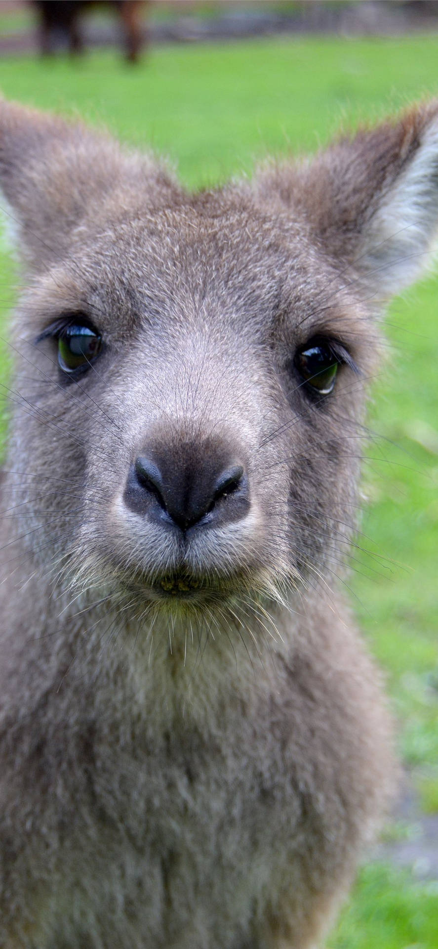 Cute Kangaroo Selfie Background