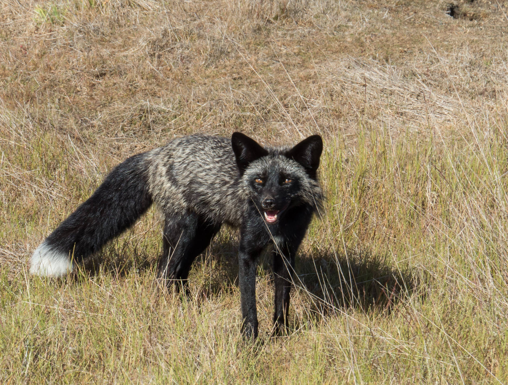Cute Kawaii Fox In Grass Field Background