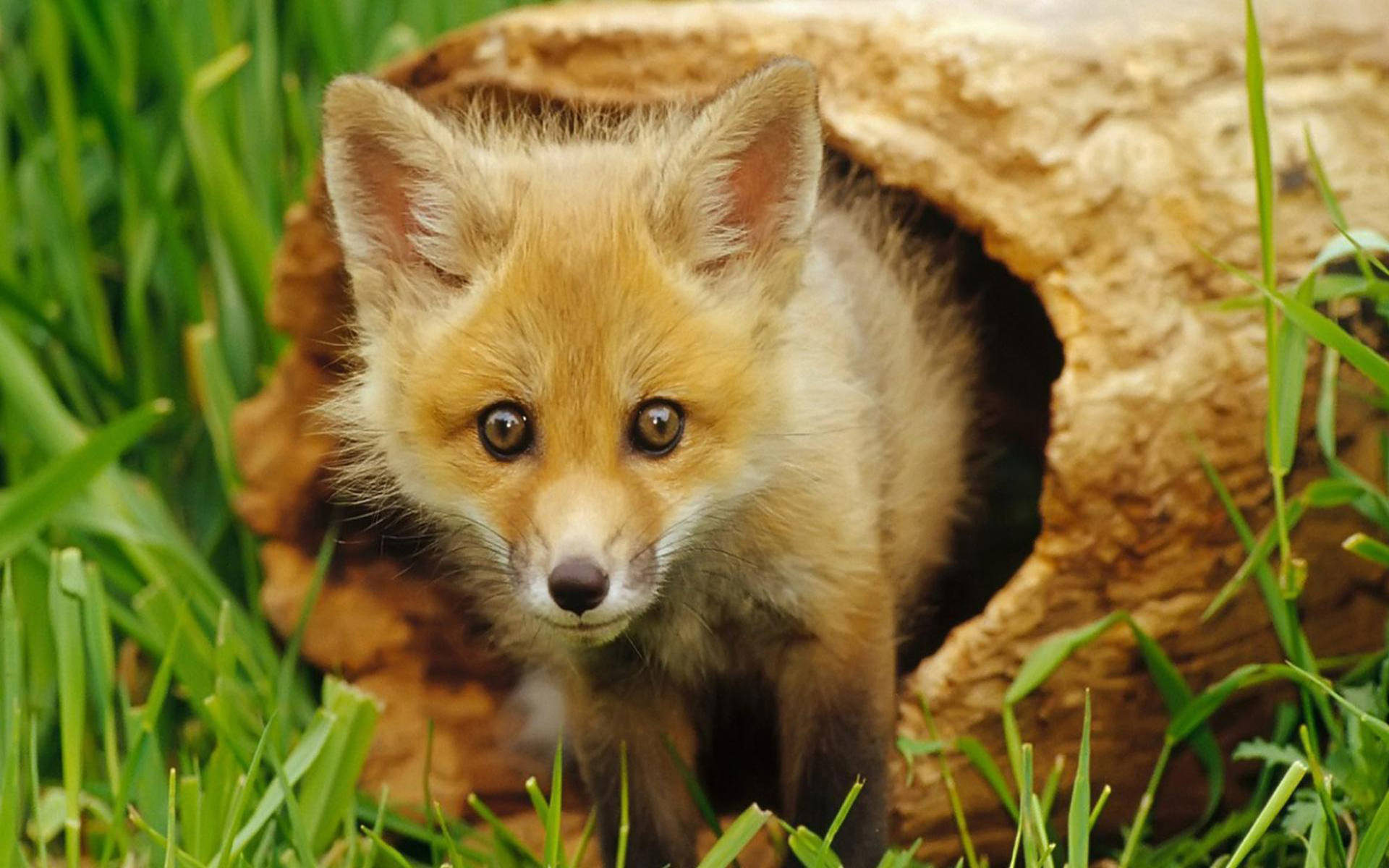Cute Kawaii Fox In Hollow Log Background