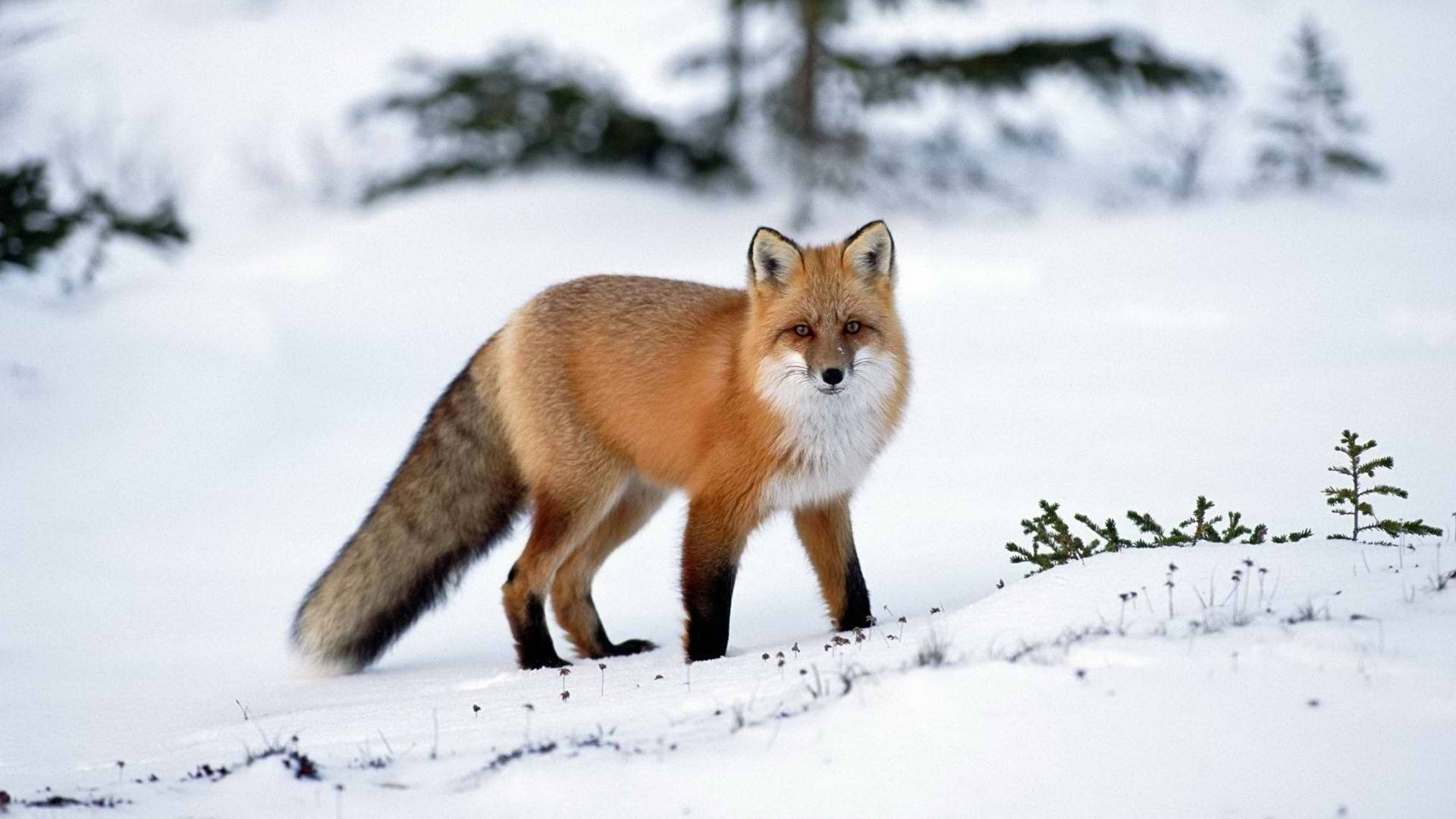 Cute Kawaii Fox On Snow Background