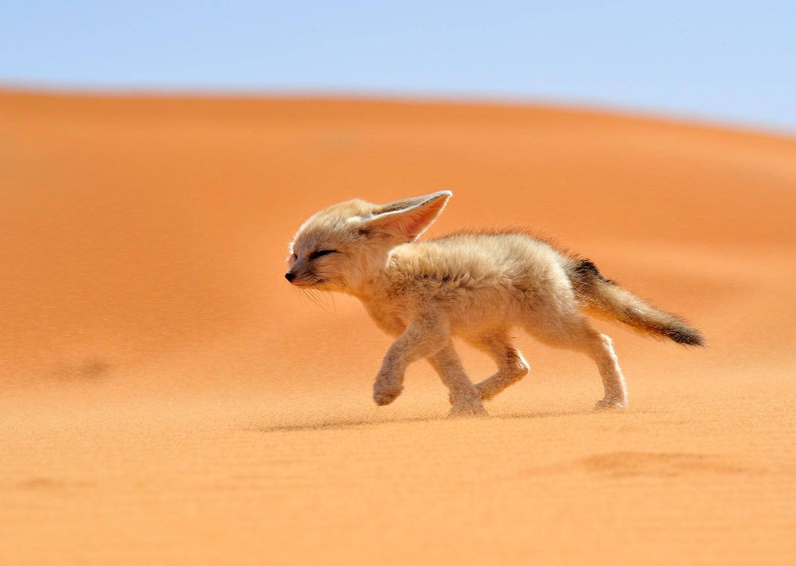Cute Kawaii Fox Running On Desert Background