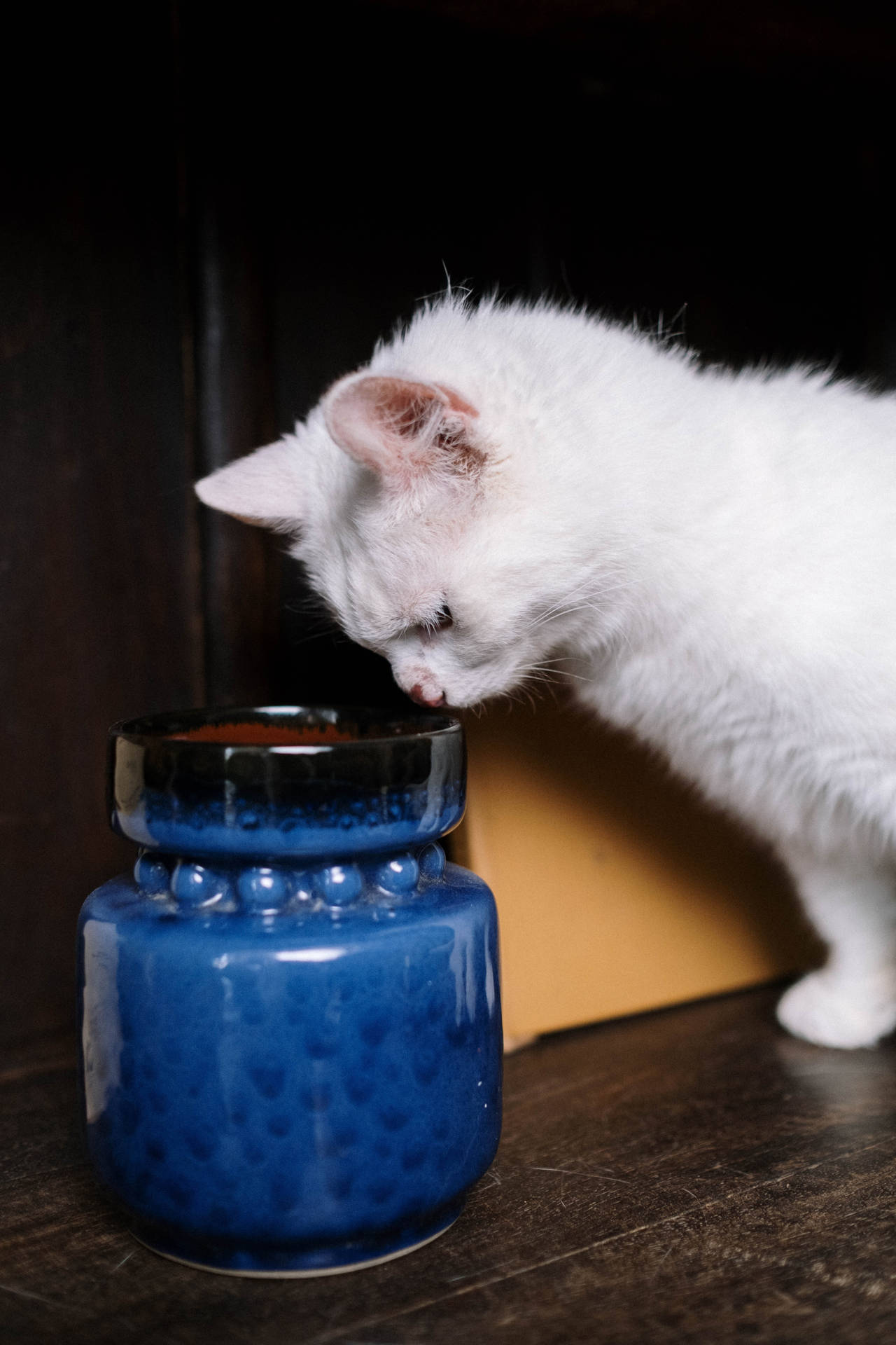 Cute Kitten Blue Jar Background