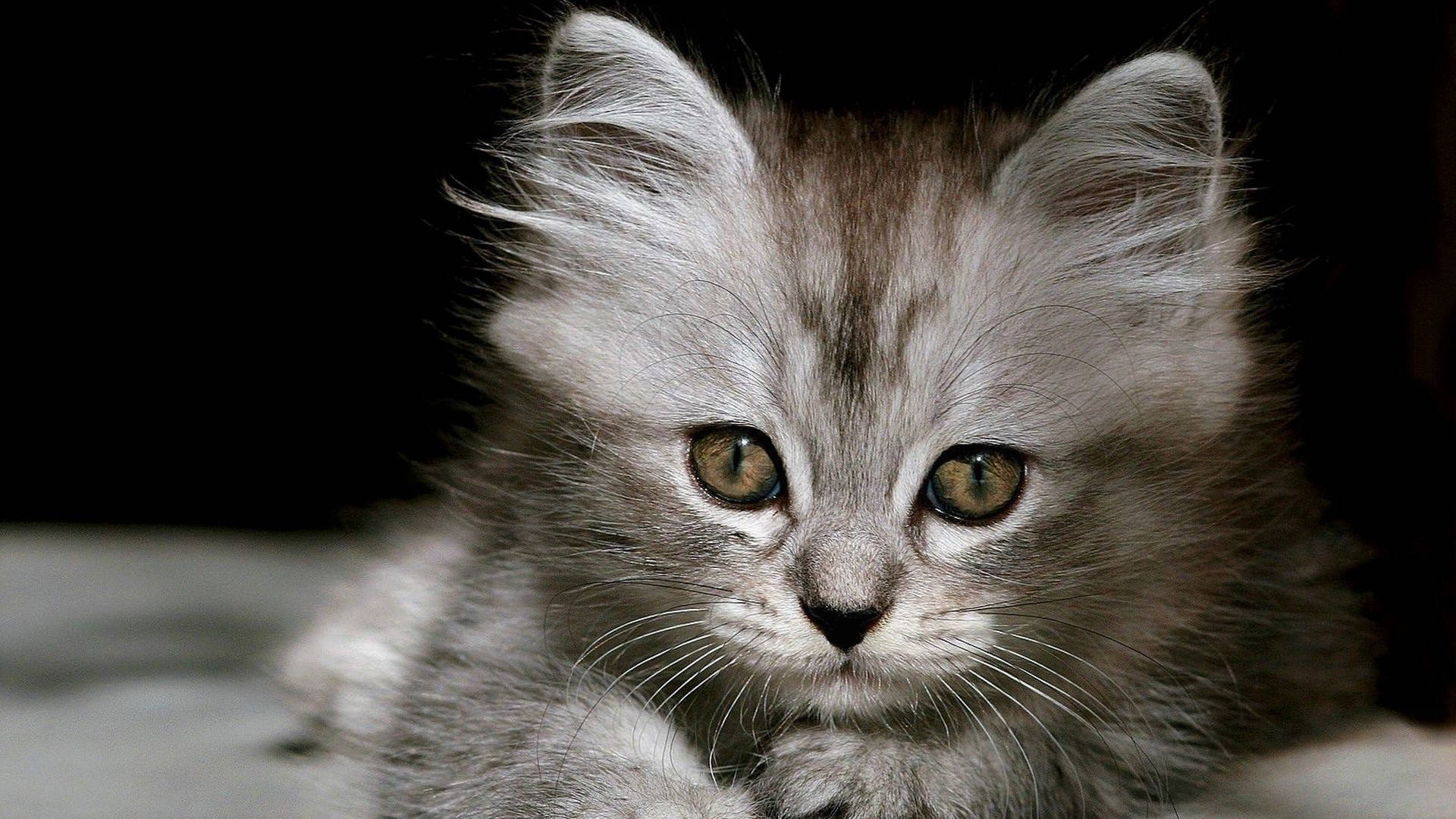 Cute Kitten British Longhair Breed Background