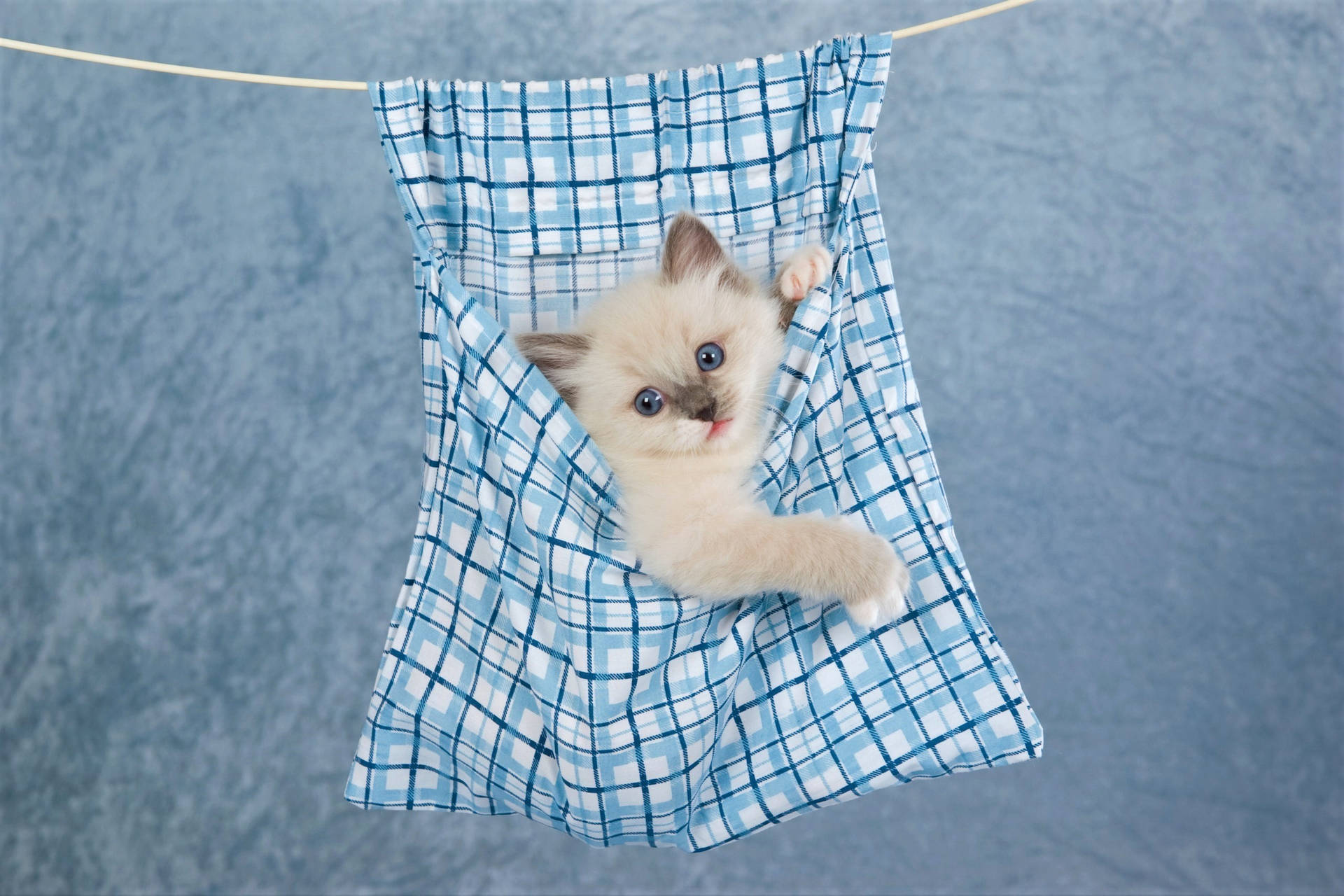 Cute Kitten Clothes Line Background