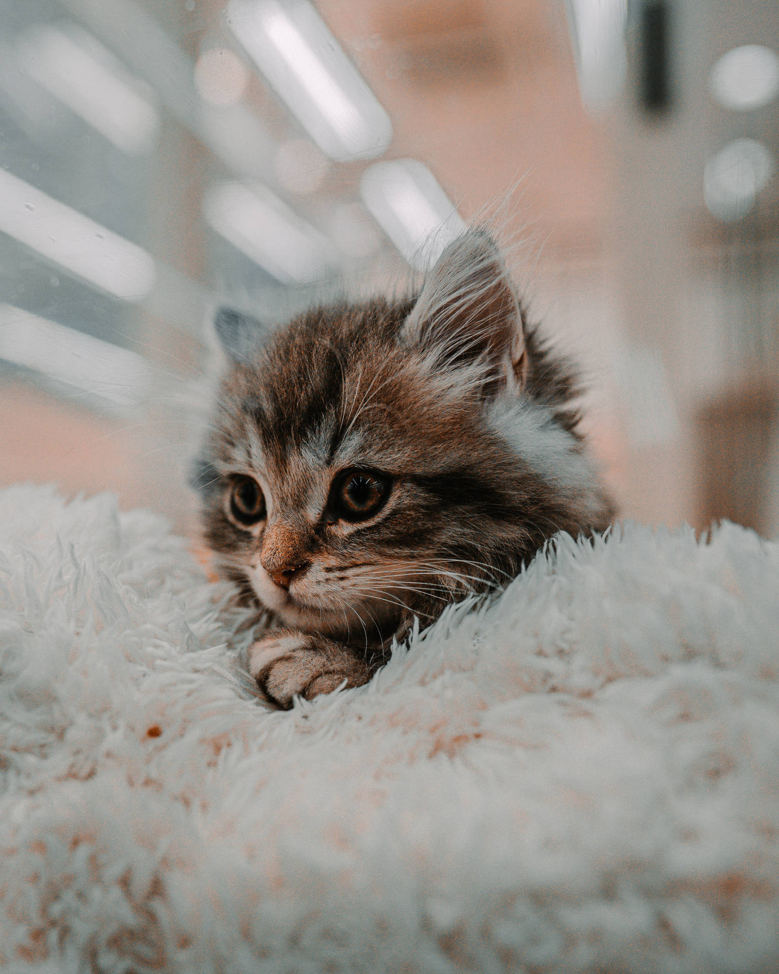 Cute Kitten Cozy Fur Sheet Background