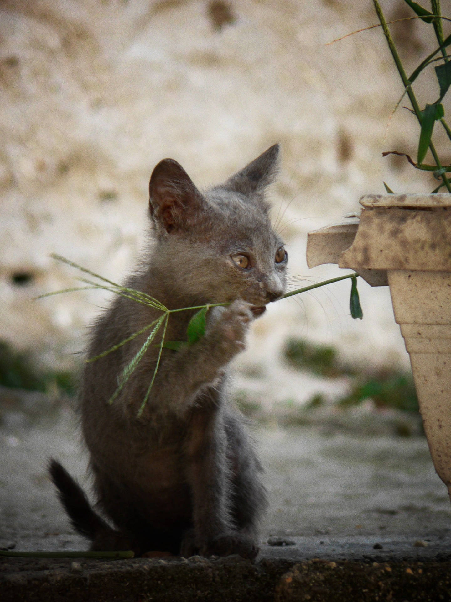 Cute Kitten Eating Plant