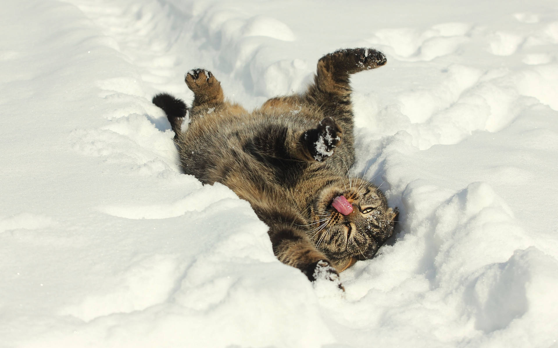 Cute Kitten In Snow
