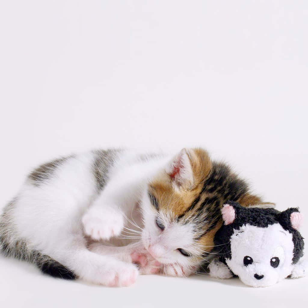 Cute Kitten In White Ipad Background