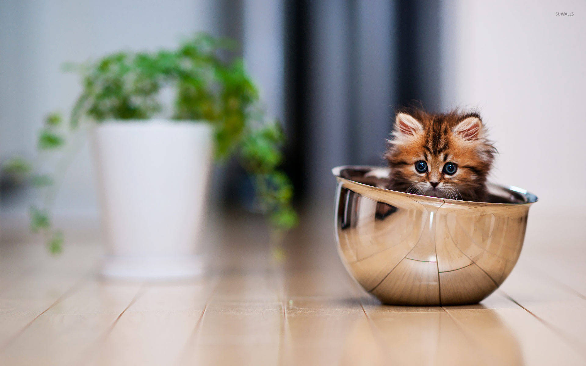 Cute Kitten Inside Silver Bowl Background