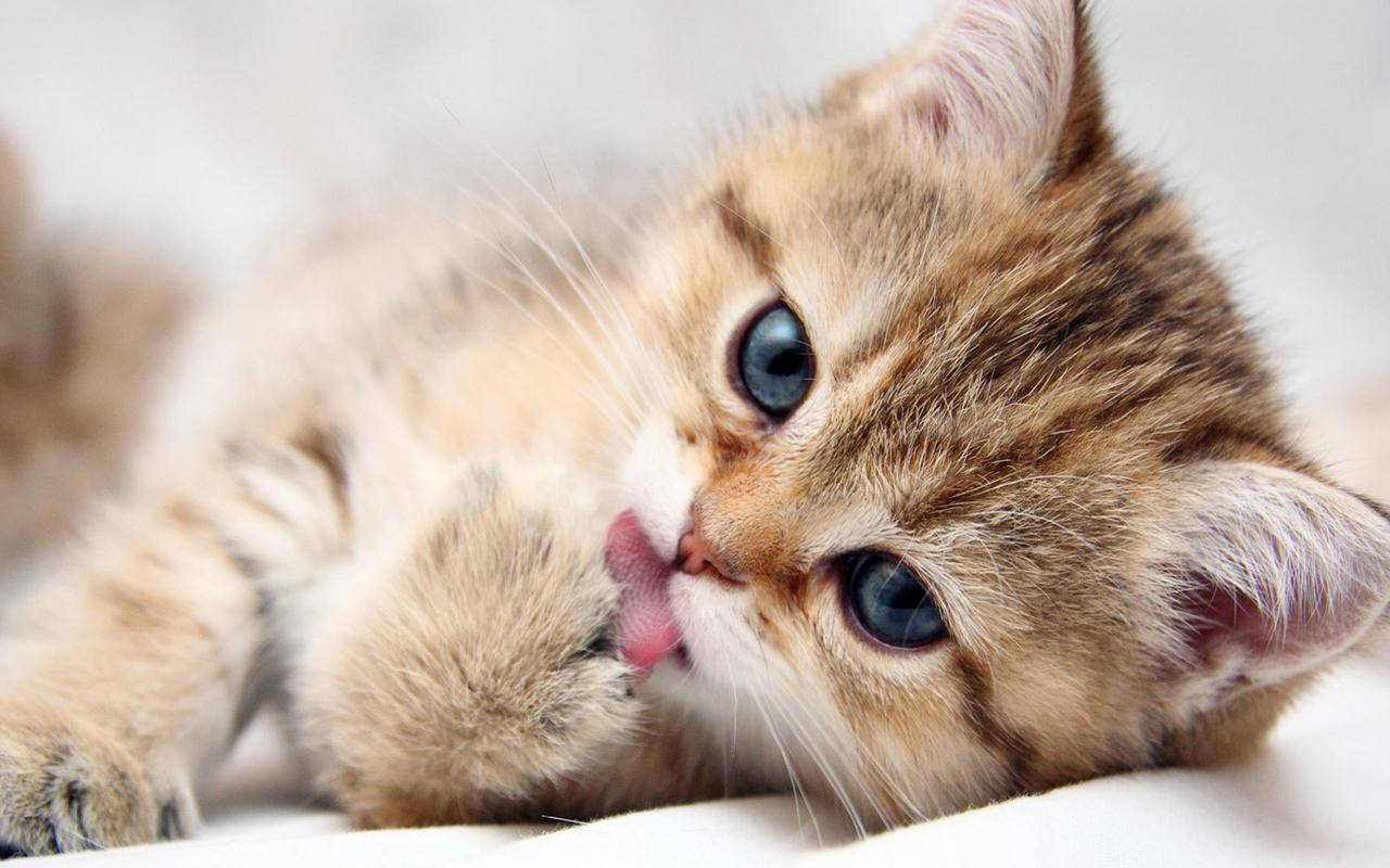 Cute Kitten Licking Its Paws