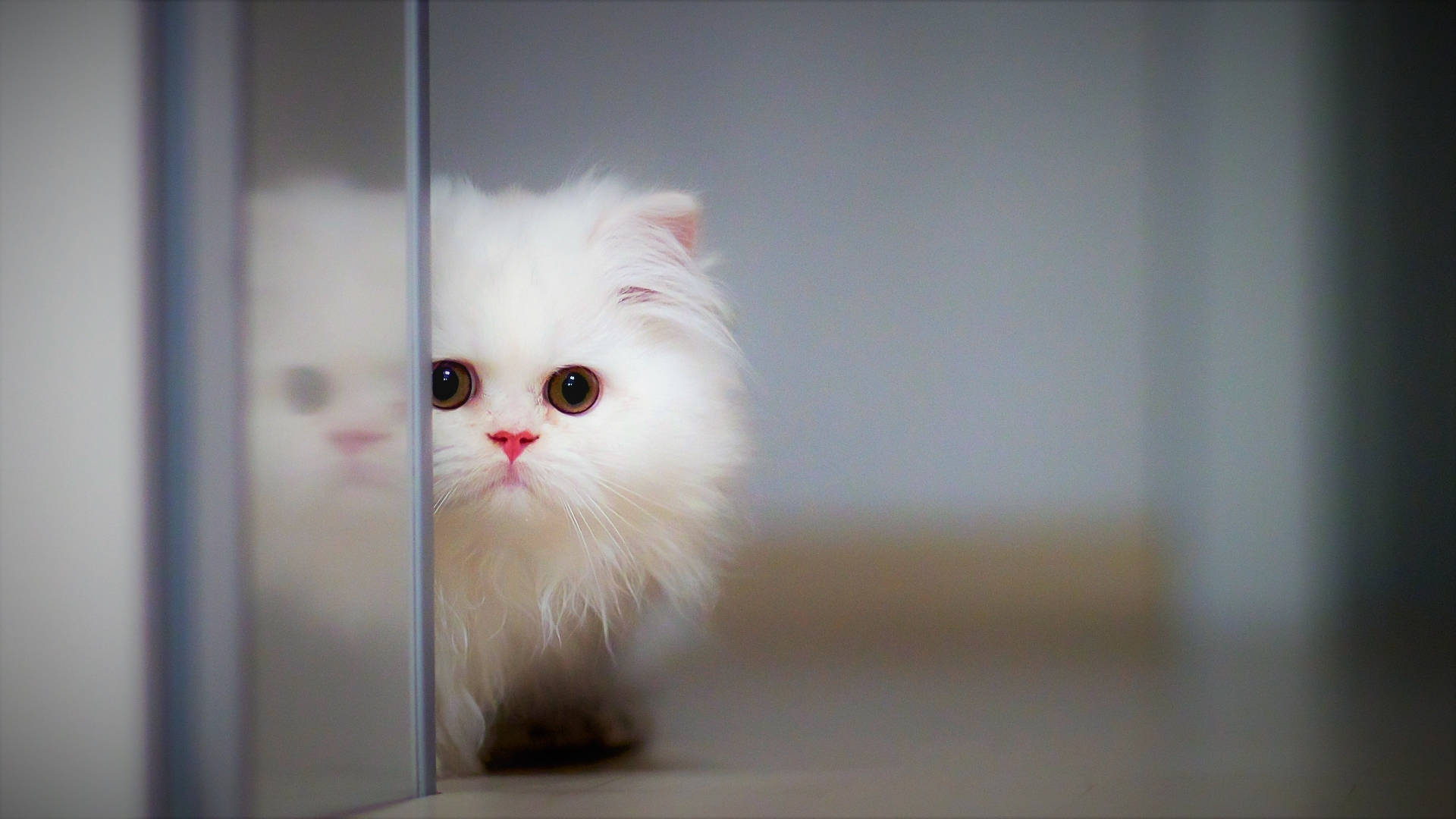 Cute Kitten Near Glass Panel