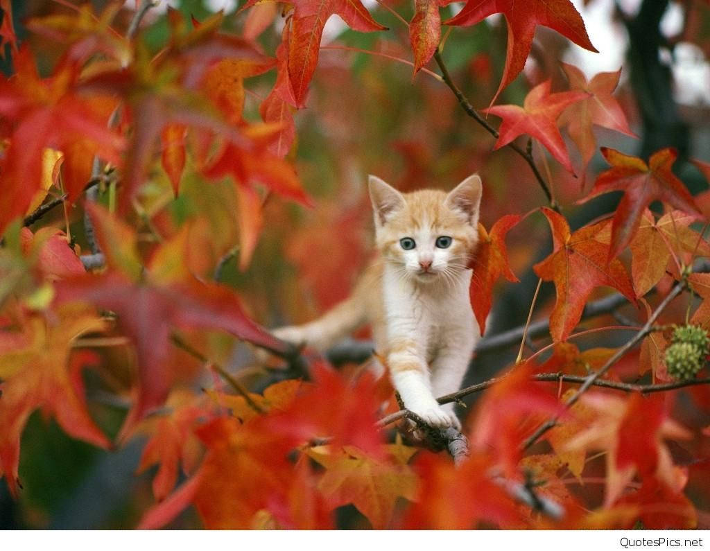 Cute Kitten On Autumn Tree Background