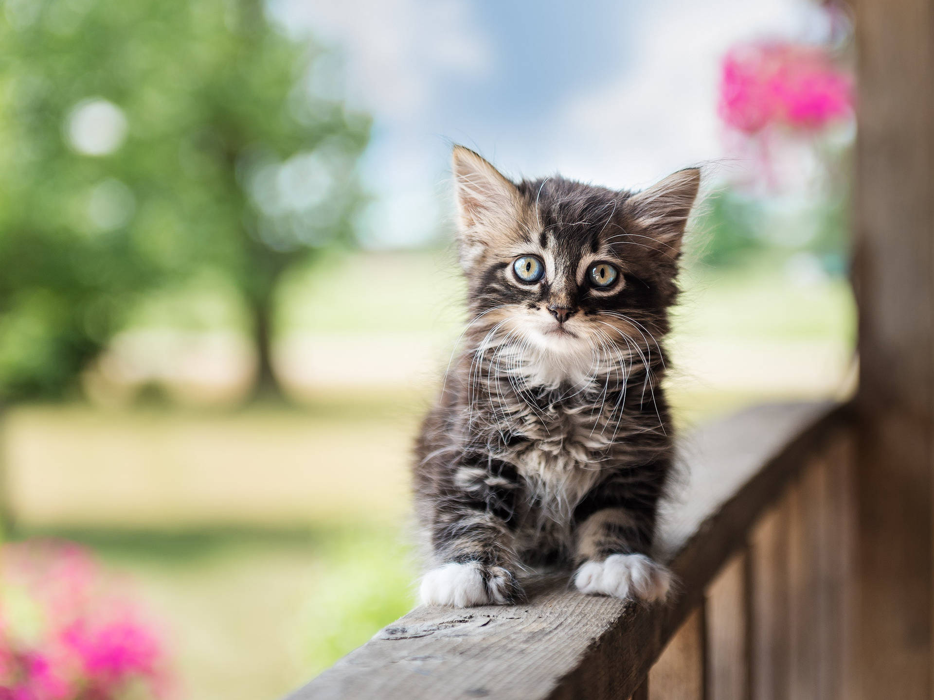 Cute Kitten On Wooden Railing Background