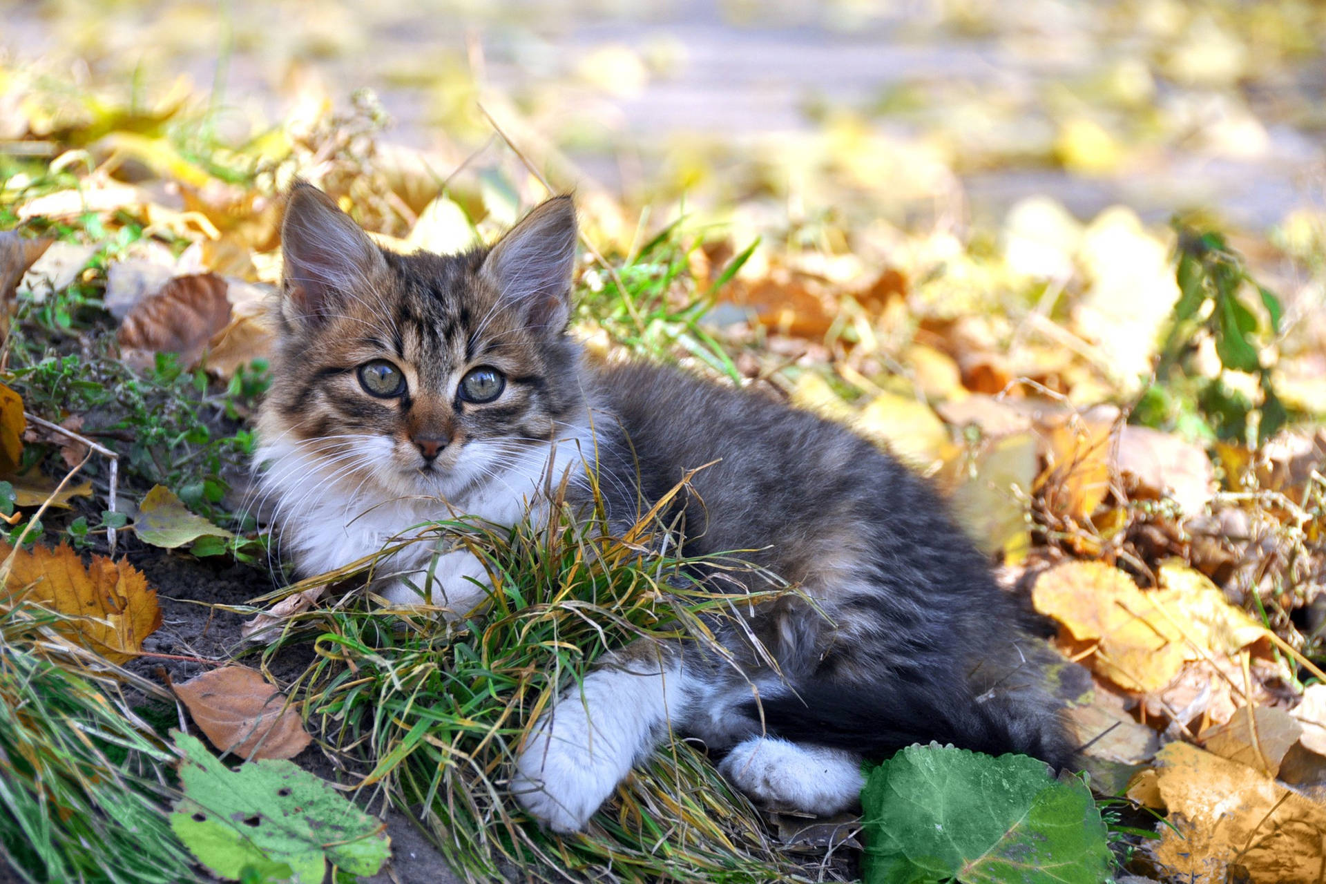 Cute Kitten Pile Of Leaves
