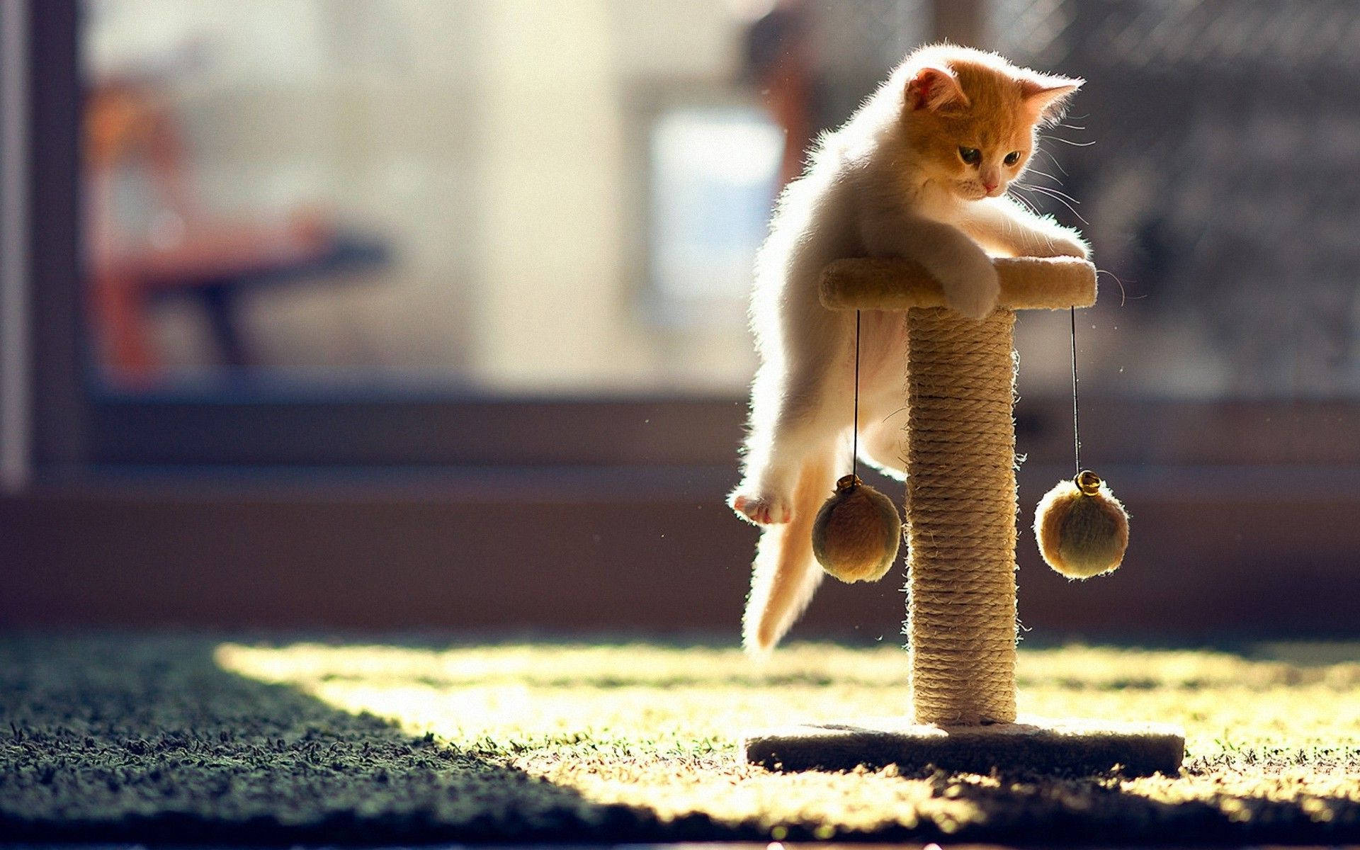 Cute Kitten Playing Background