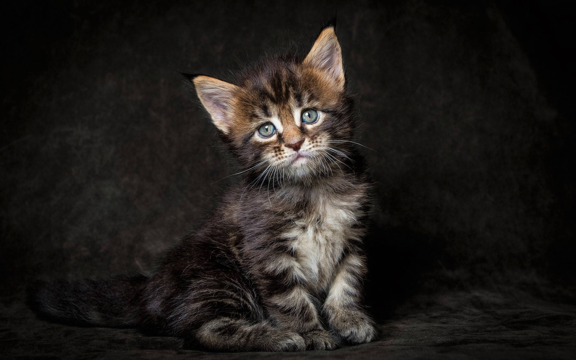 Cute Kitten Posing Adorably Background