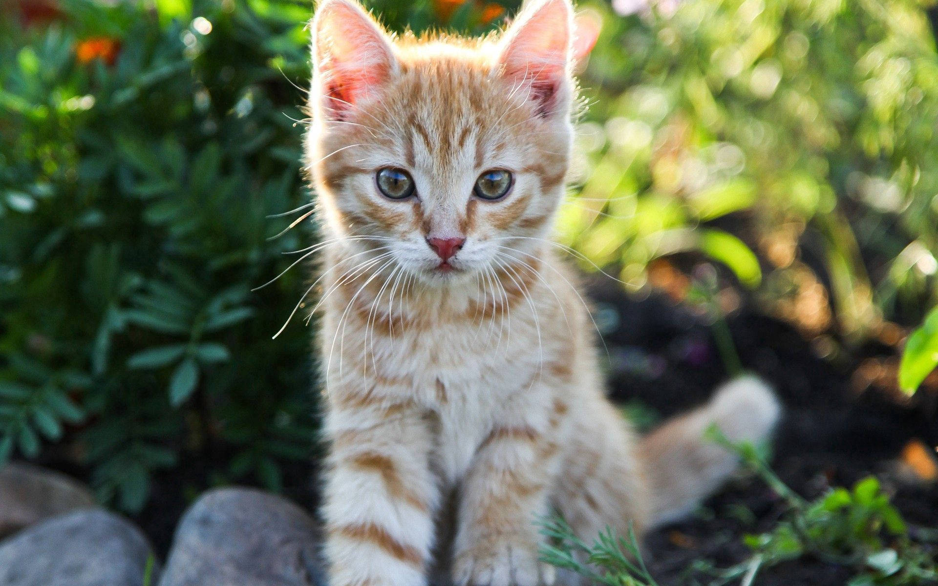 Cute Kitten Sitting In A Garden Background