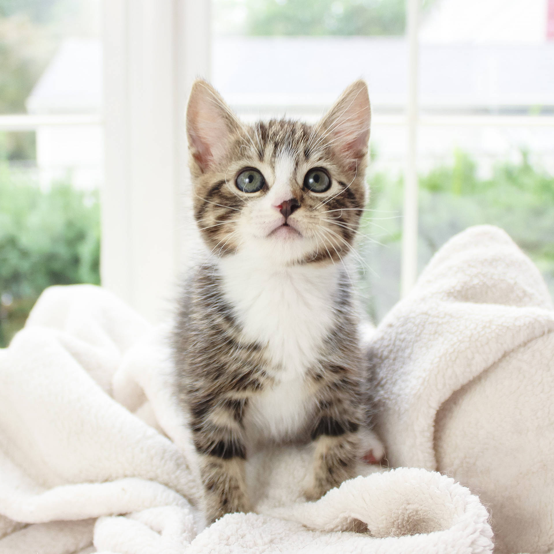 Cute Kitten Sitting Straight Background