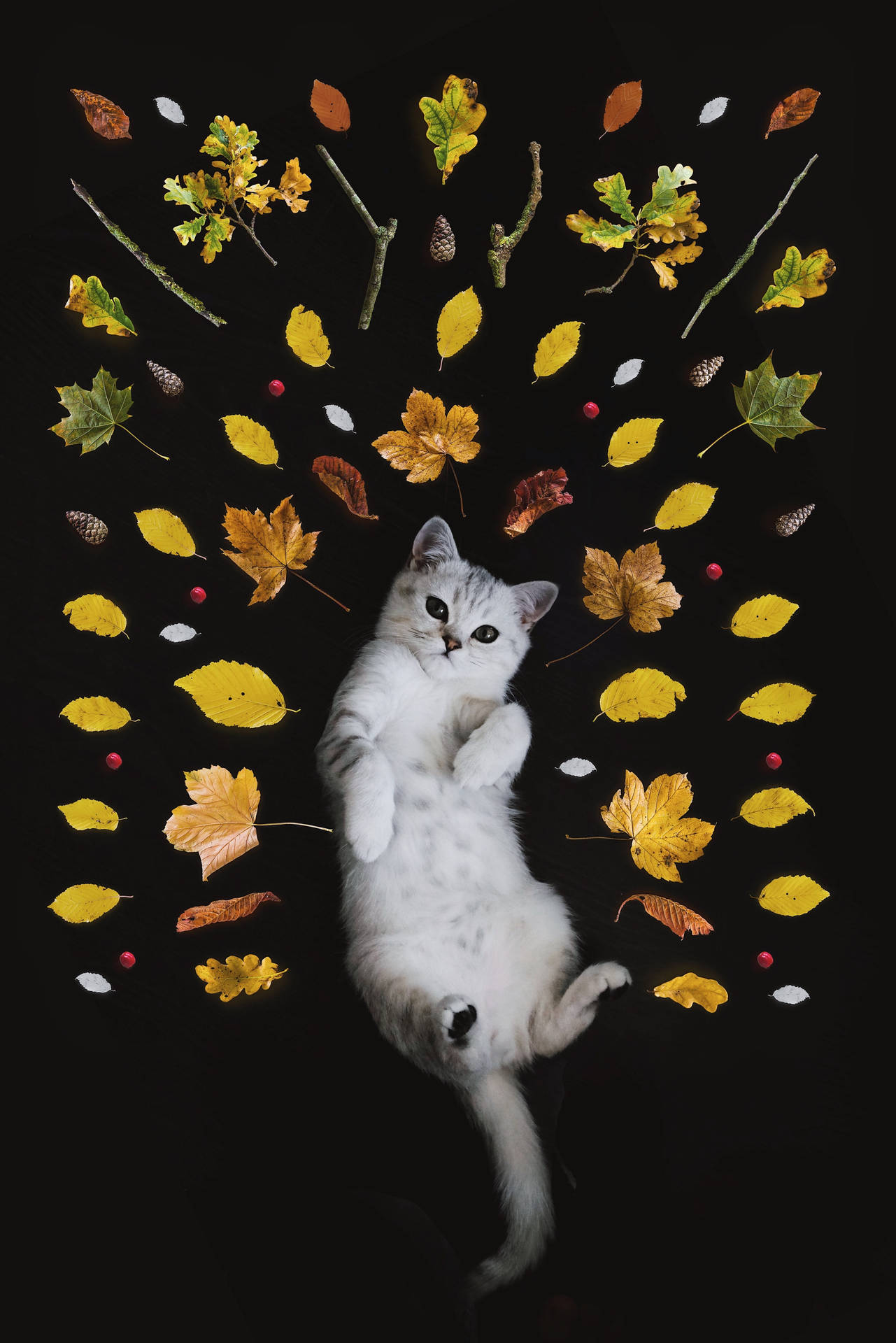 Cute Kitten Surrounded By Leaves Background