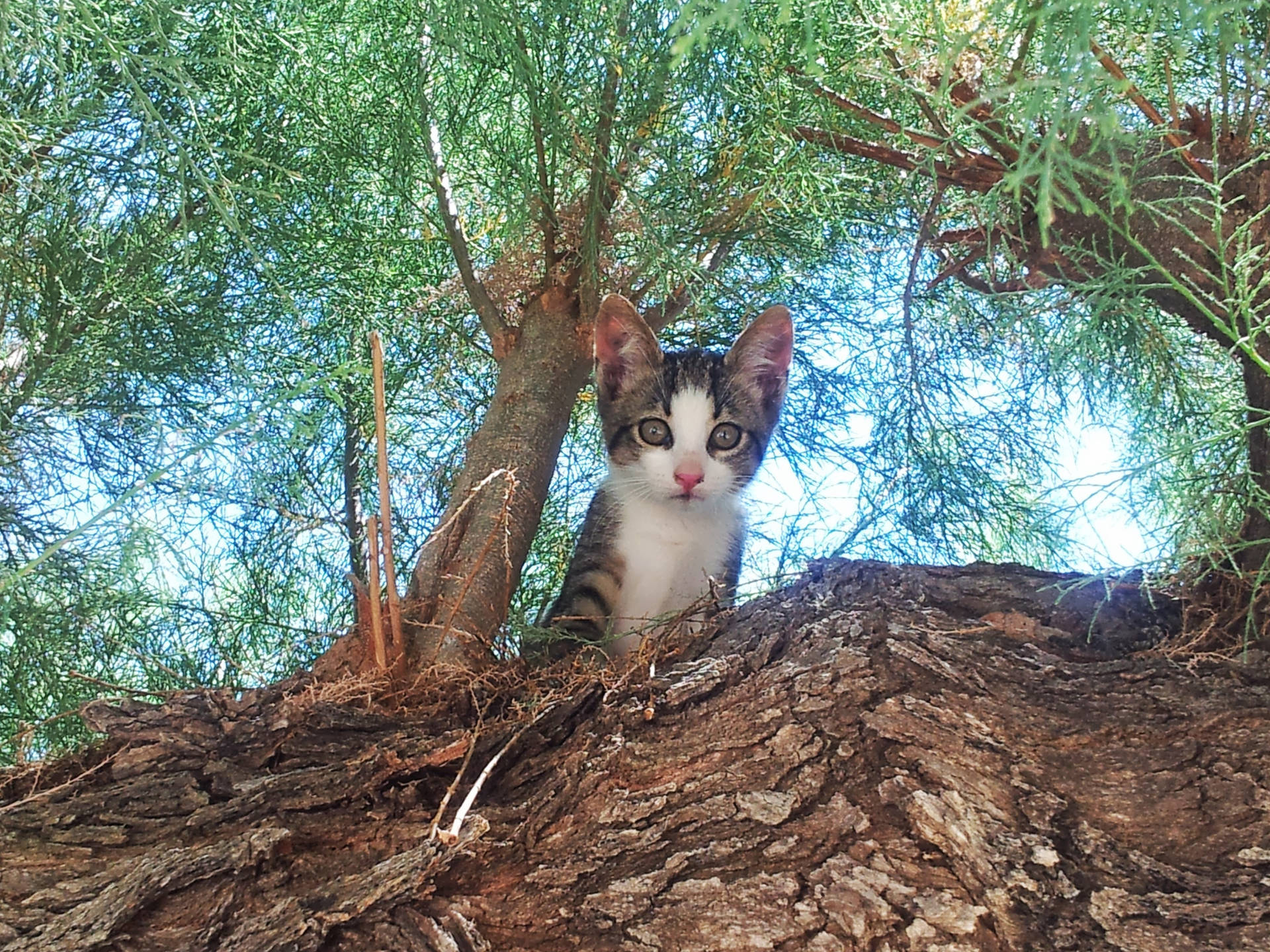 Cute Kitten Tree Looking Down Background
