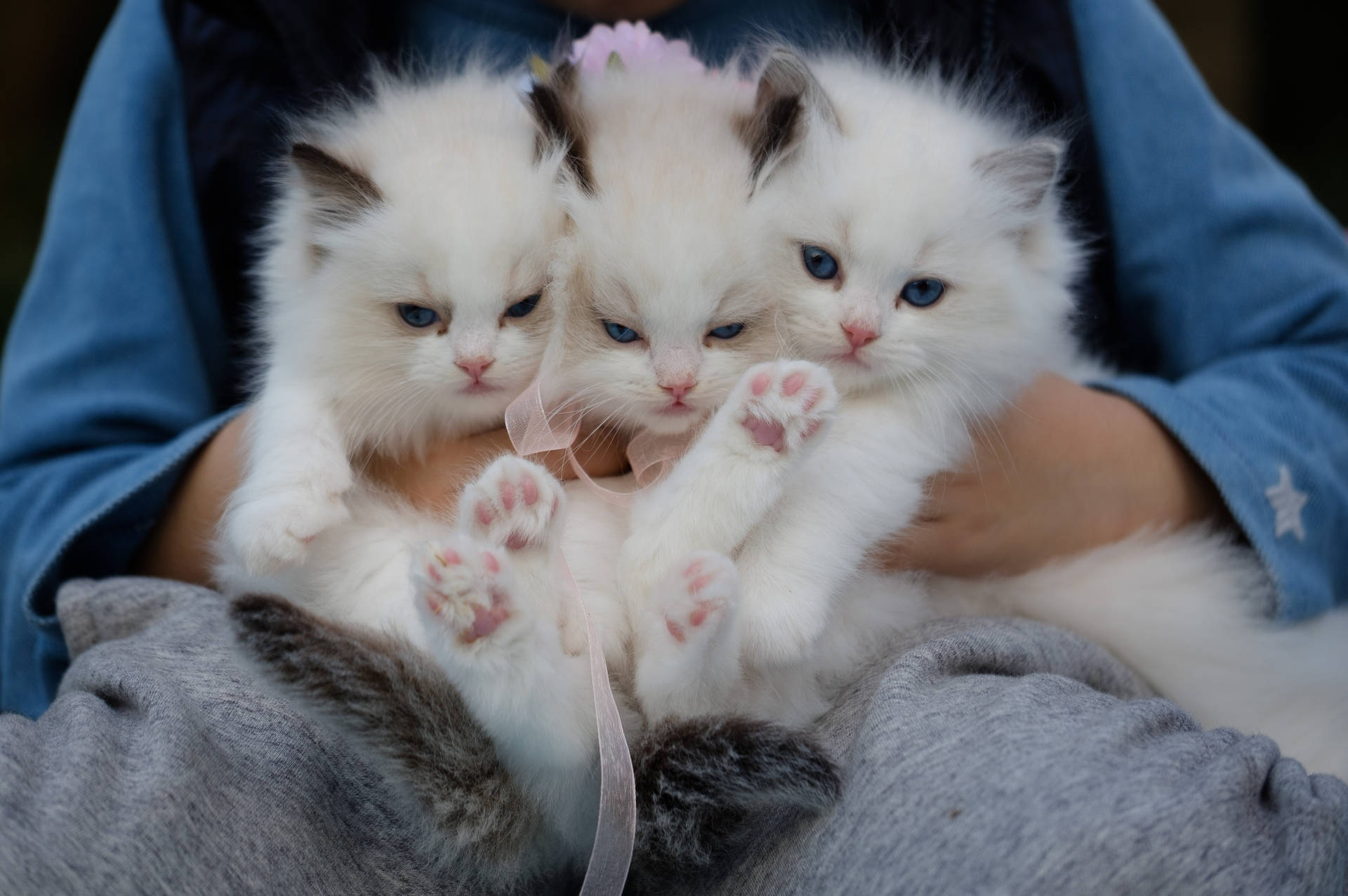 Cute Kitten Trio Blue Eyes Background