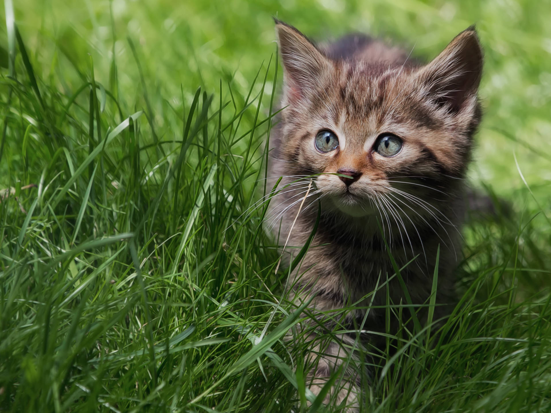 Cute Kitten Walking On Grass Background