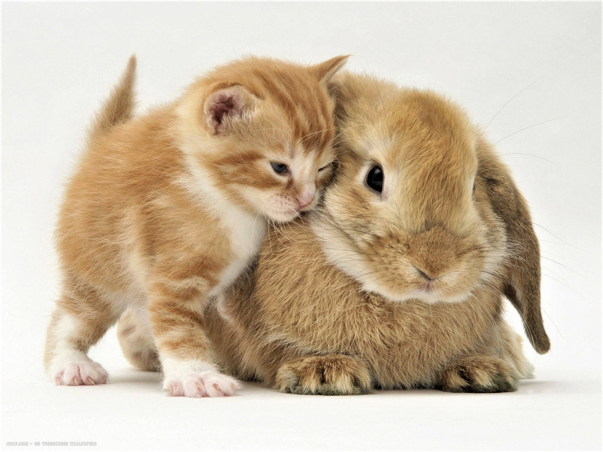 Cute Kitten With Adorable Bunny Background