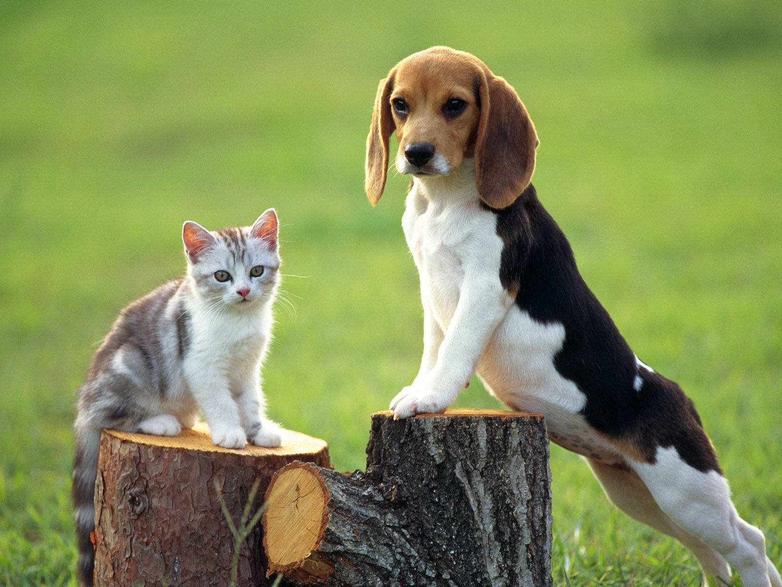 Cute Kitten With Beagle Background