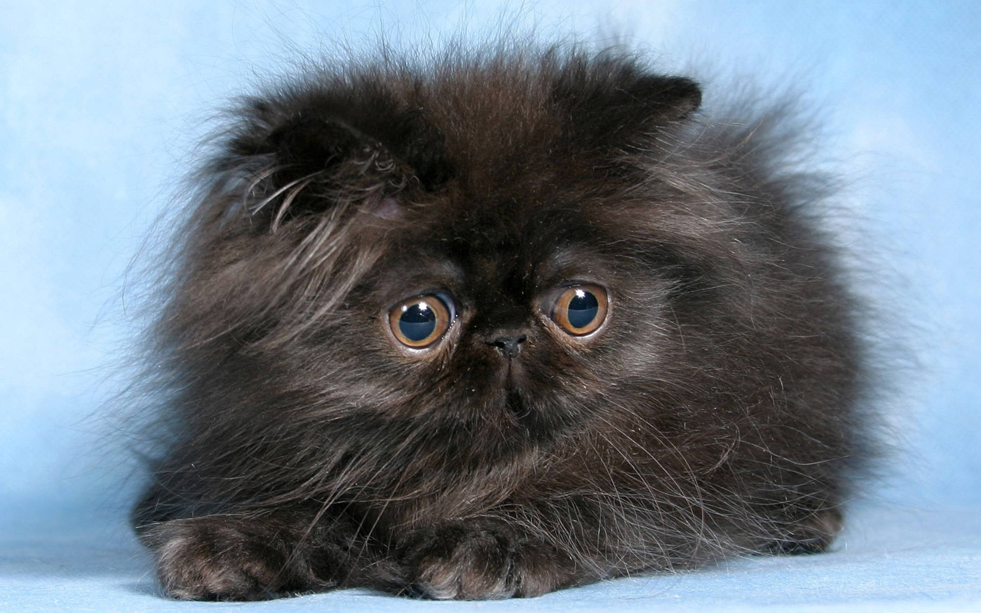 Cute Kitten With Fuzzy Fur Background