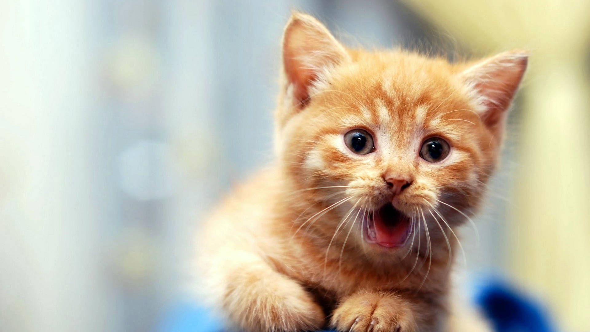 Cute Kitten With Mouth Open Background