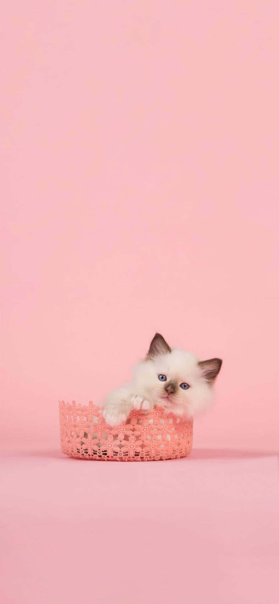Cute Kittenin Pink Basket