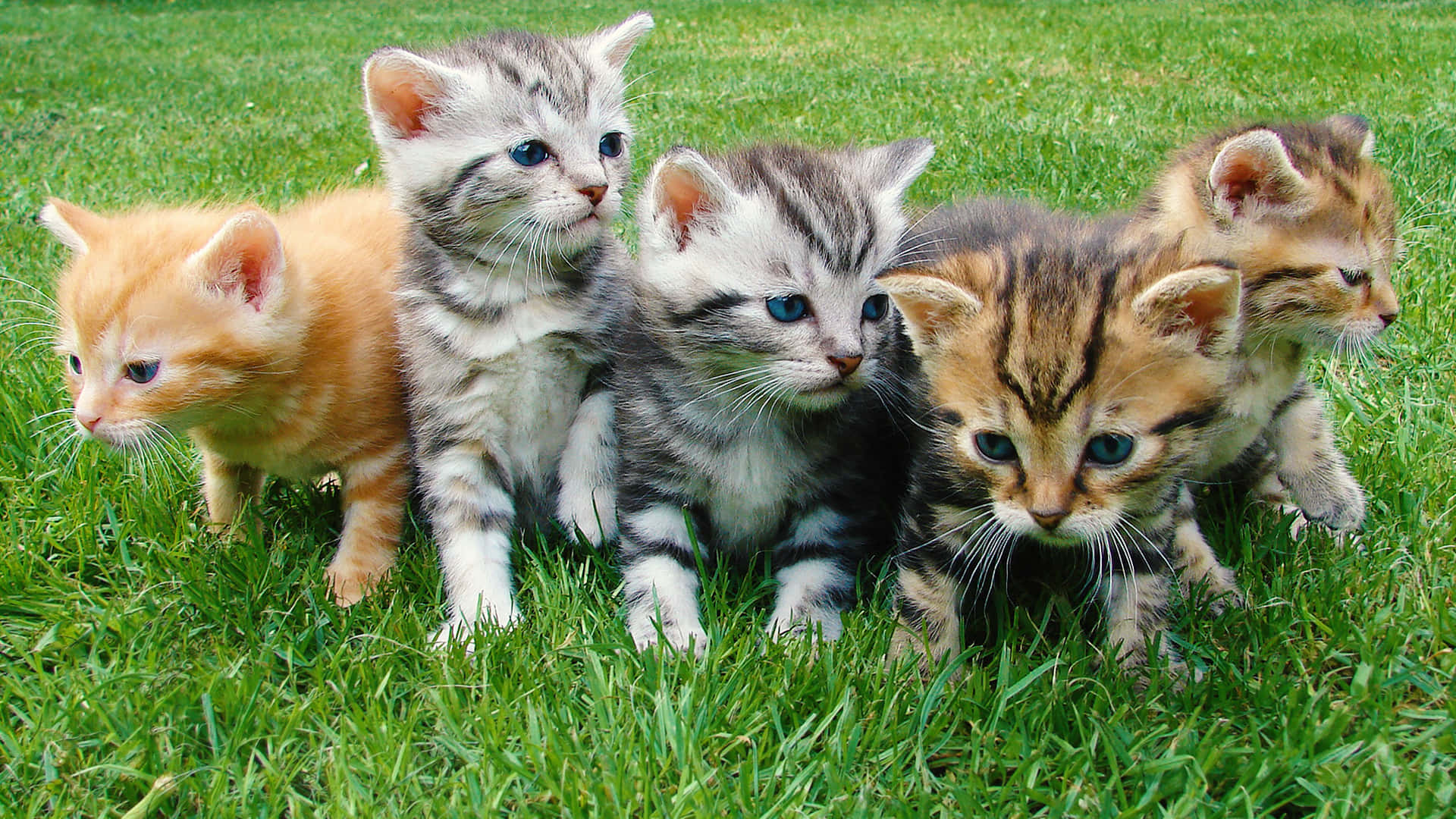 Cute Kittens On Patch Of Grass Background
