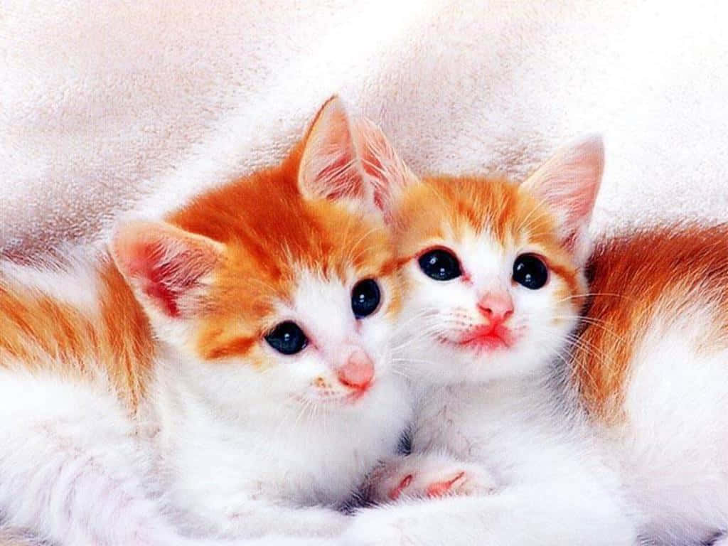Cute Kittens On White Cloth Background