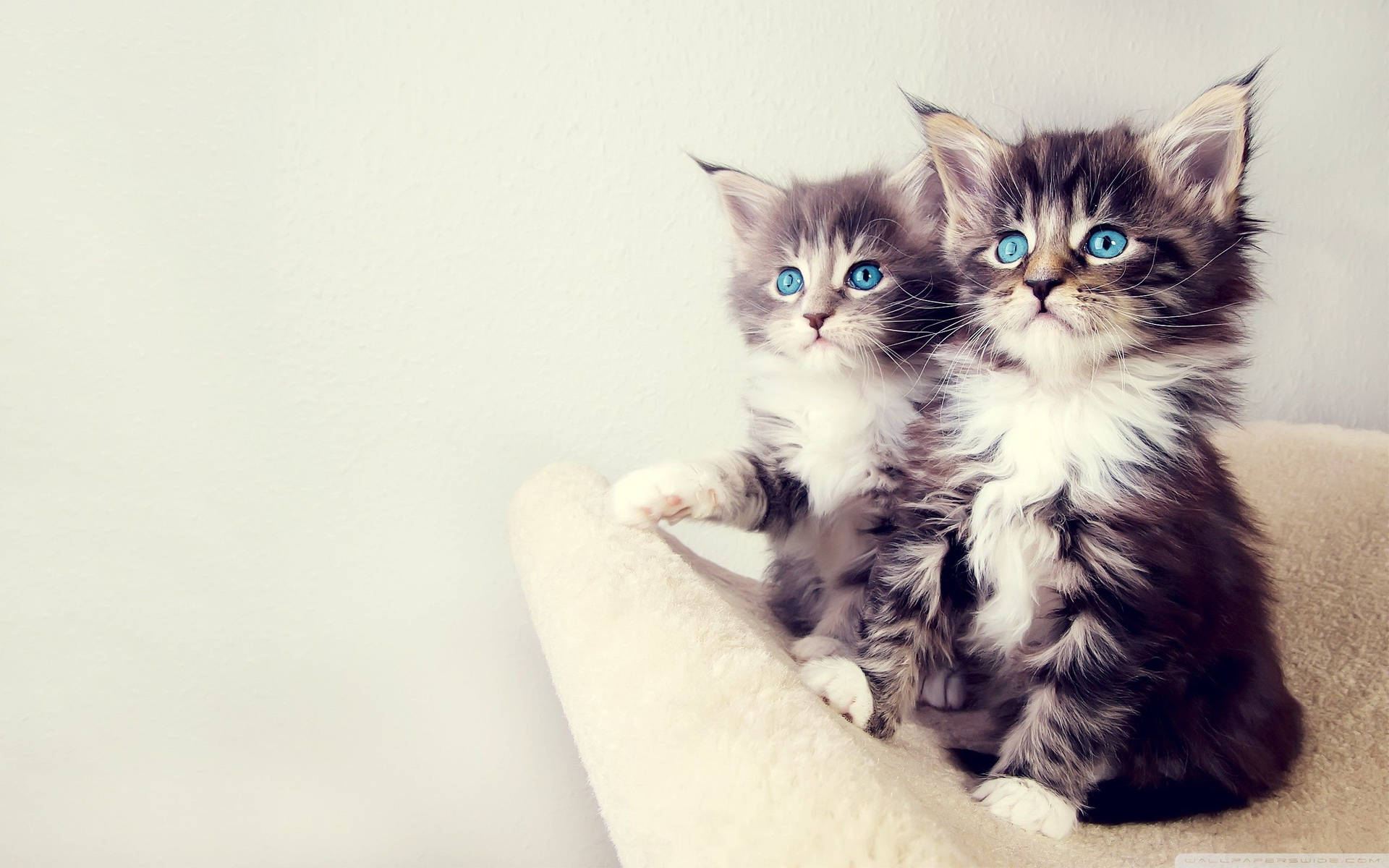 Cute Kittens On White Sofa