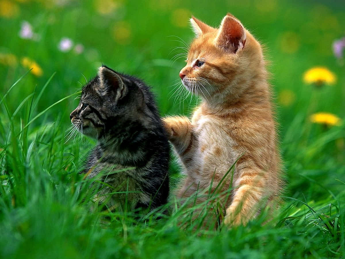 Cute Kittens Playing On A Field Of Grass Background