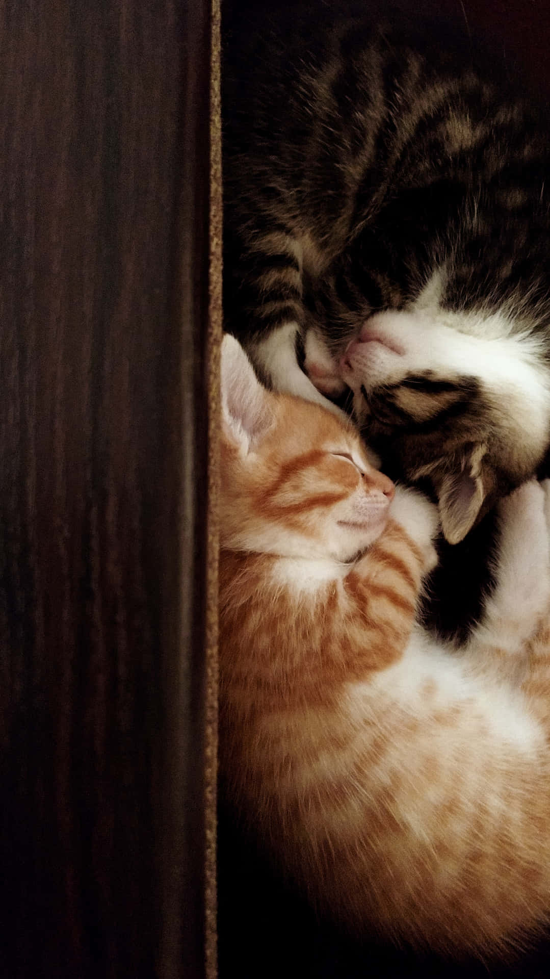 Cute Kittens Sleeping Together Background